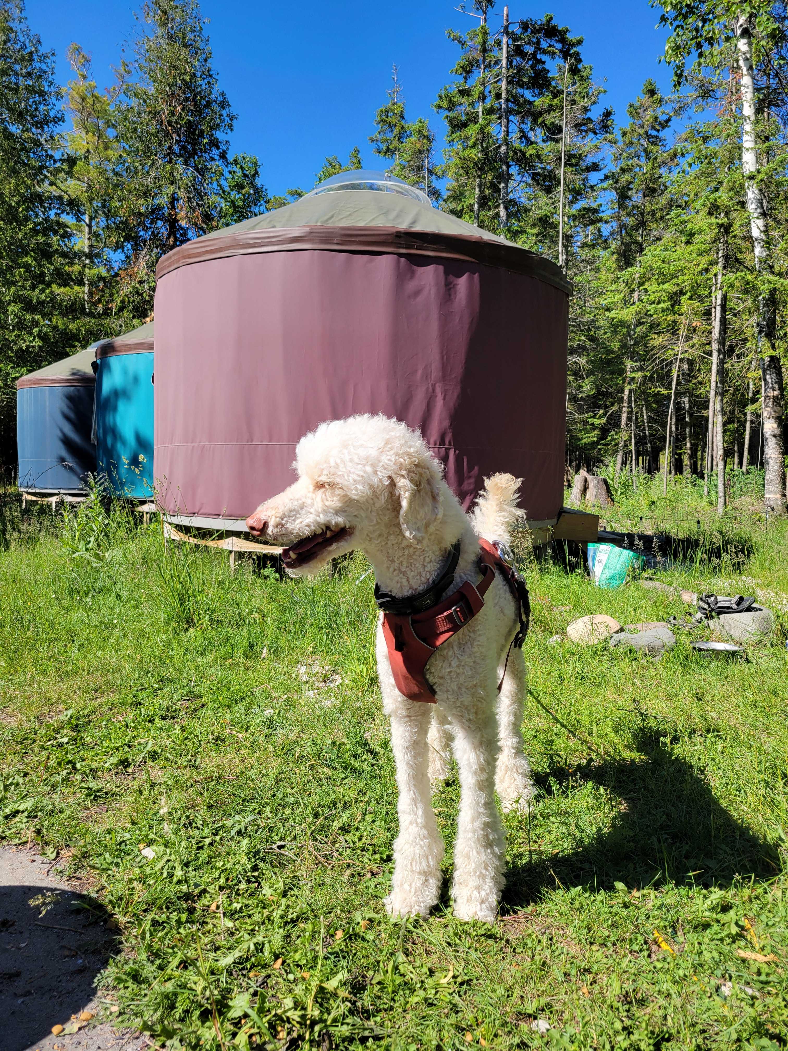 Island Yurts & Jasper Moss Retreat