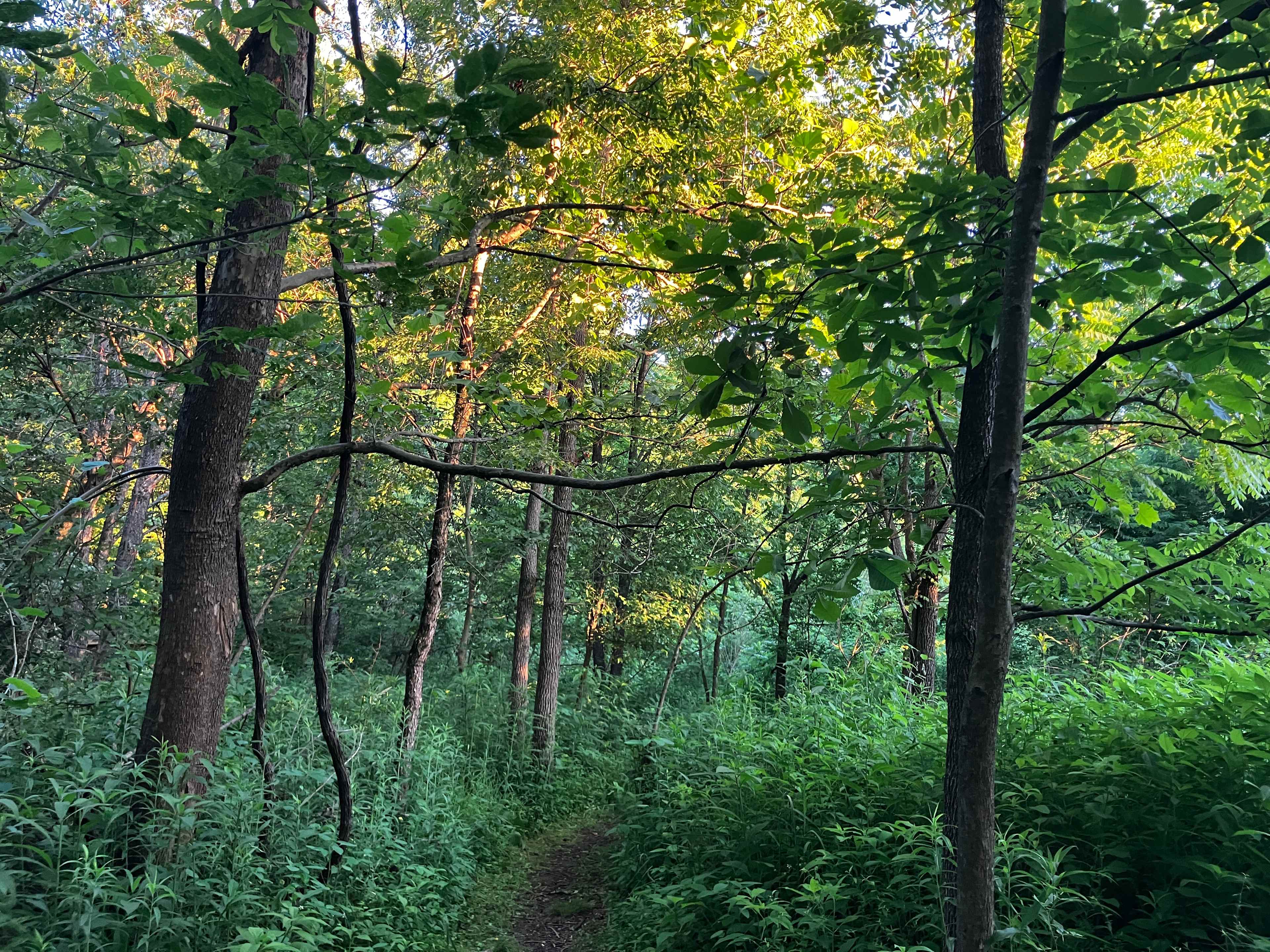 Bluebird Hollow