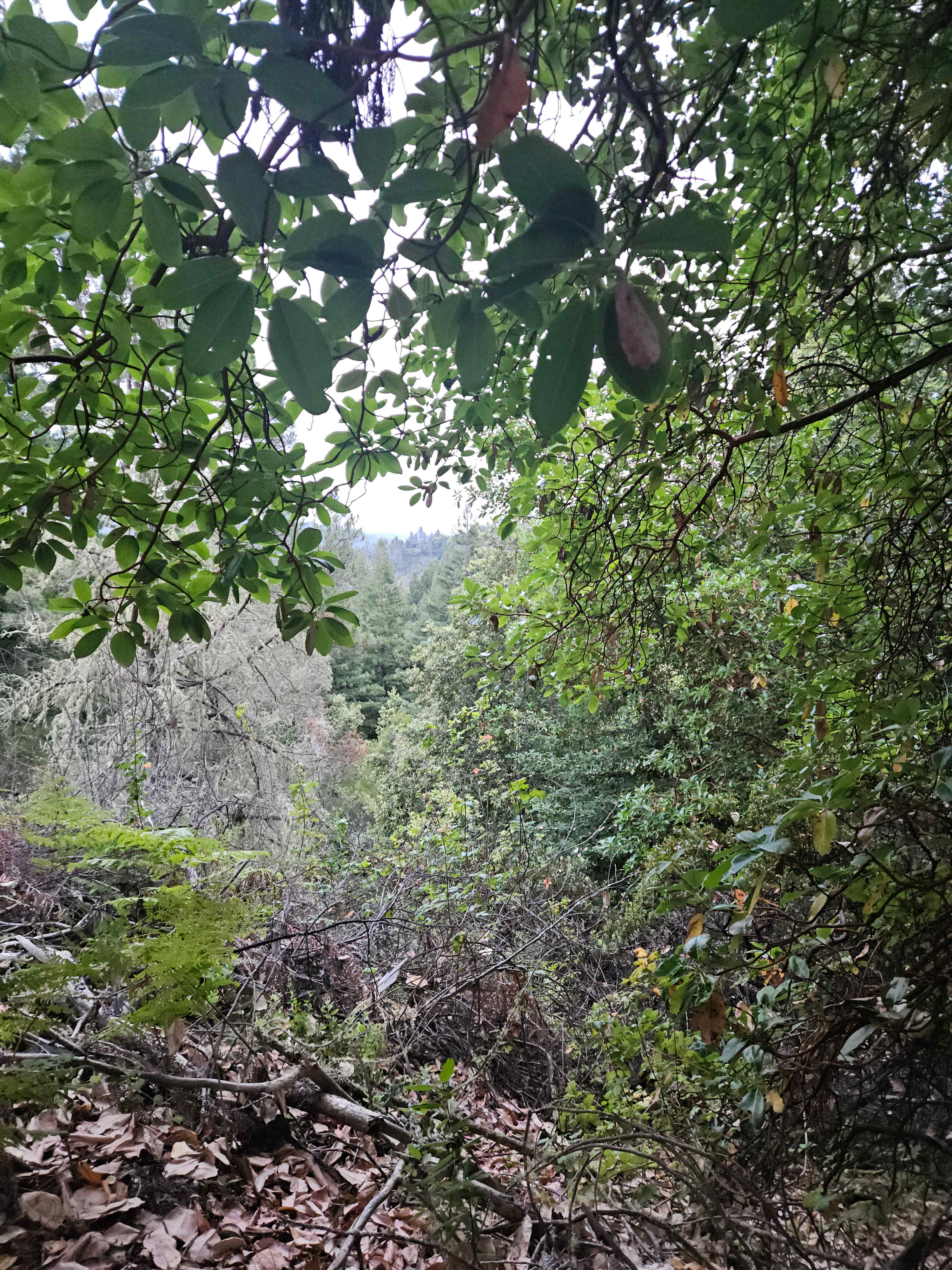 Sacred Earth Retreat (SER)