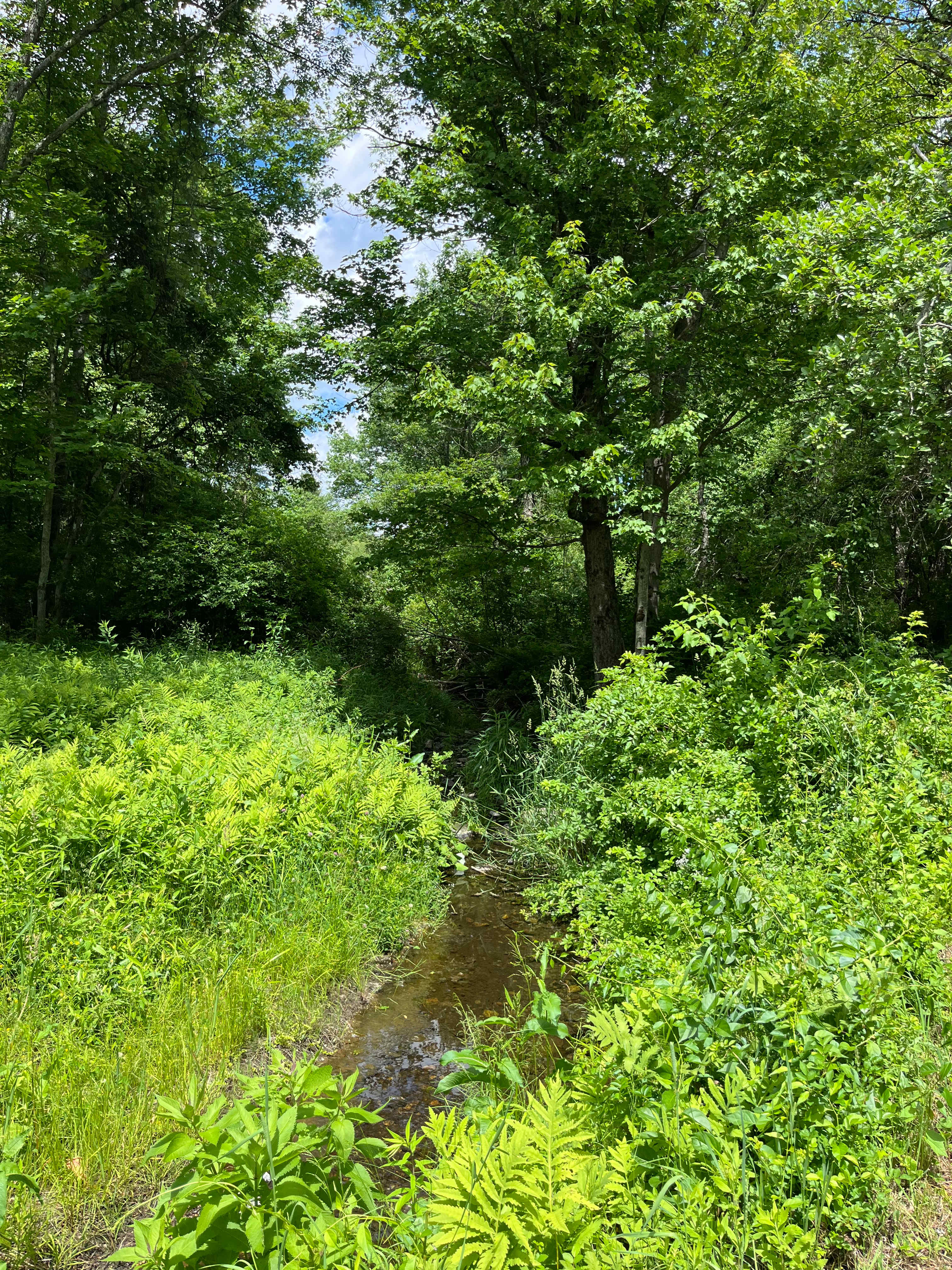 Maple Corner Farm