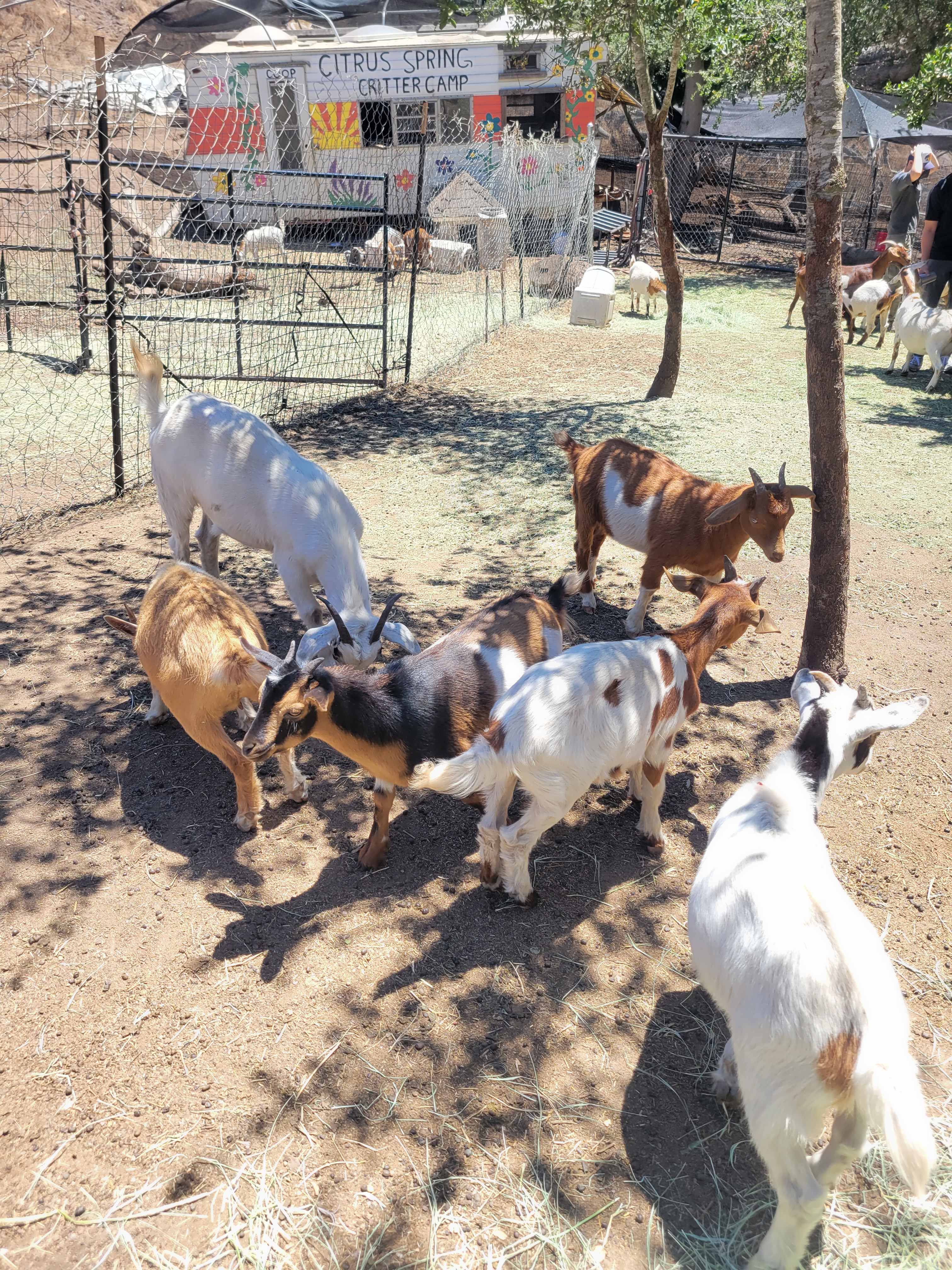 Private animal encounter
