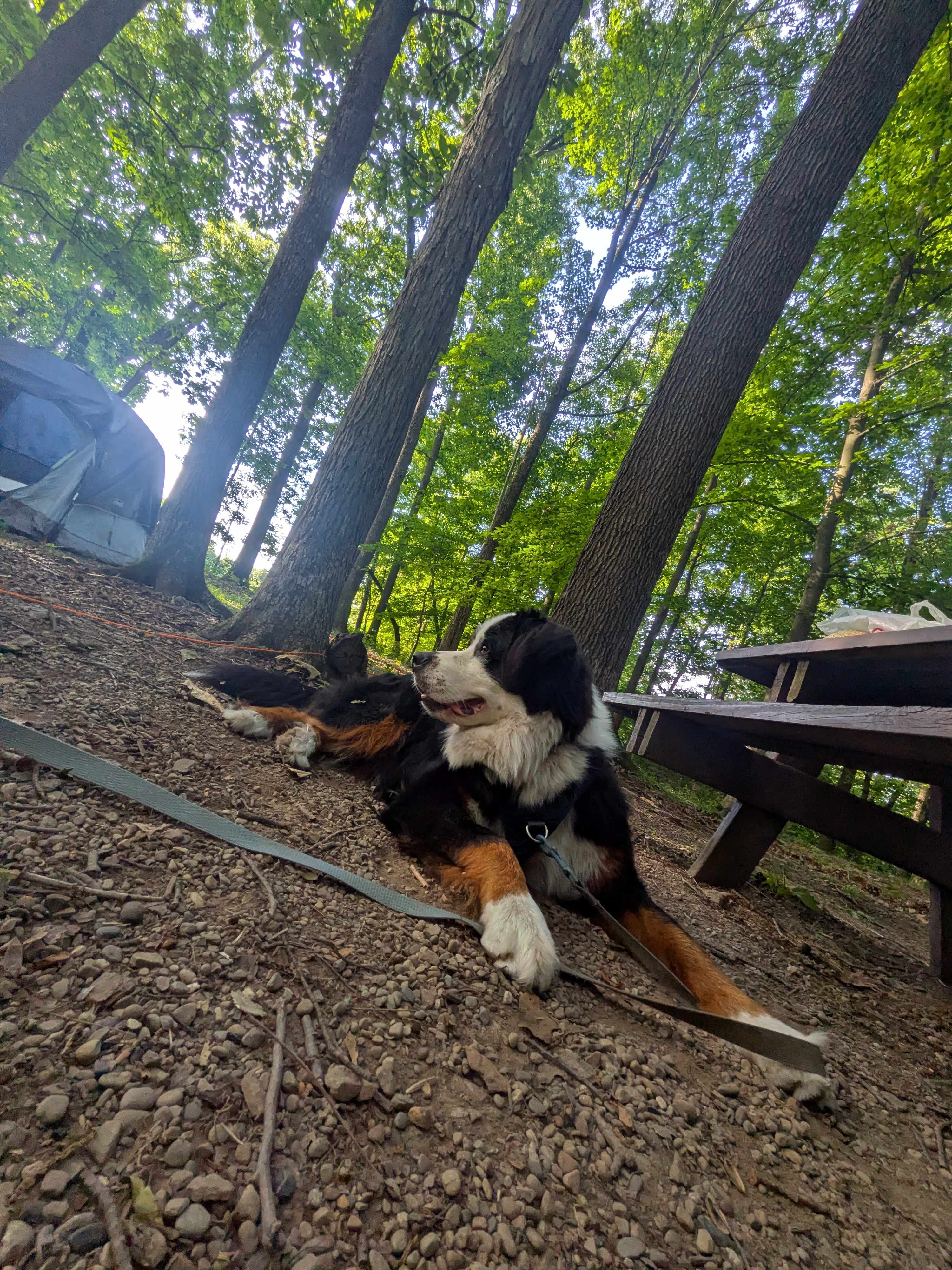 Clean, pet friendly, family friendly!