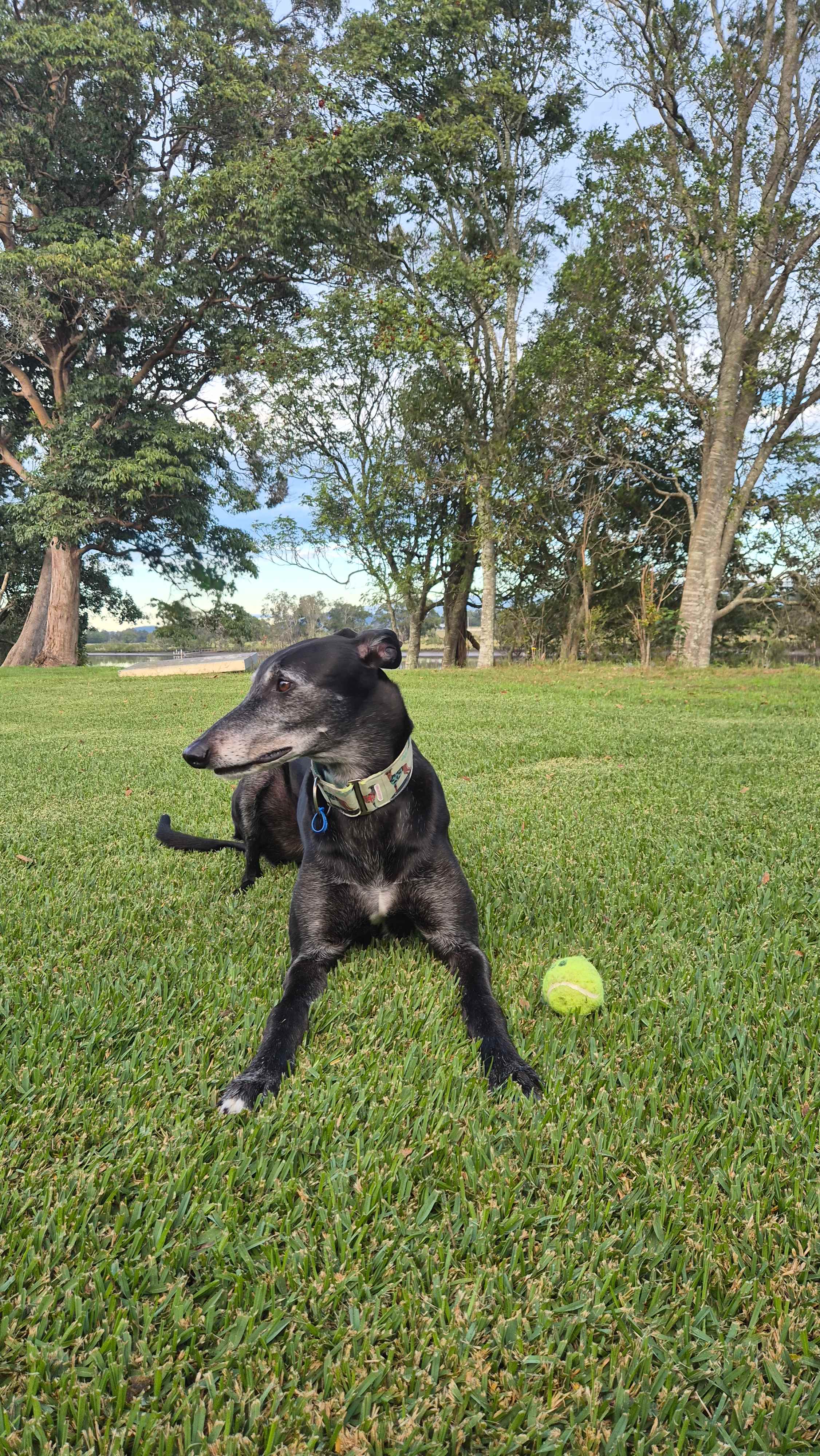 Morning dog play