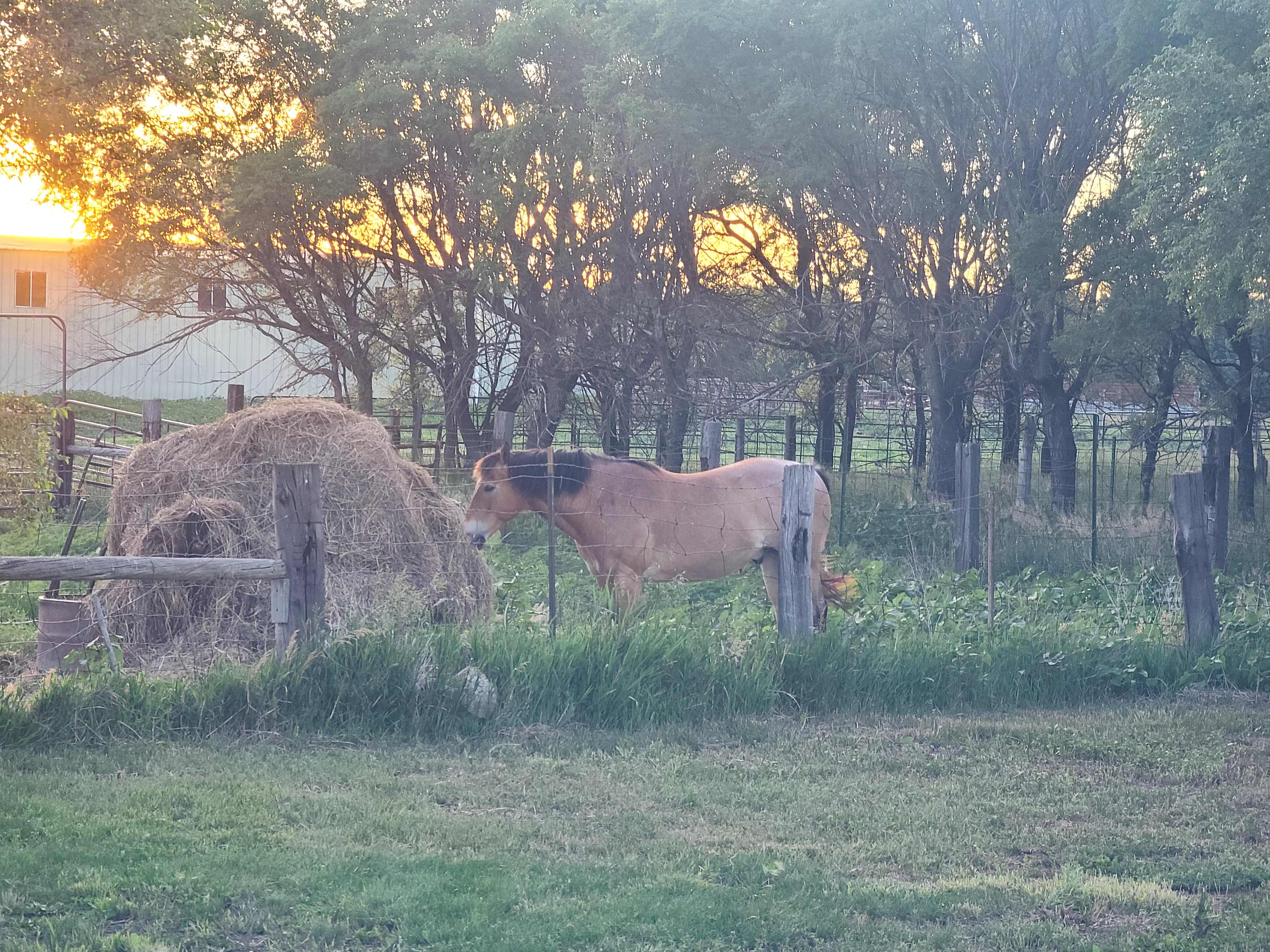 Diamond A Cattle Ranch