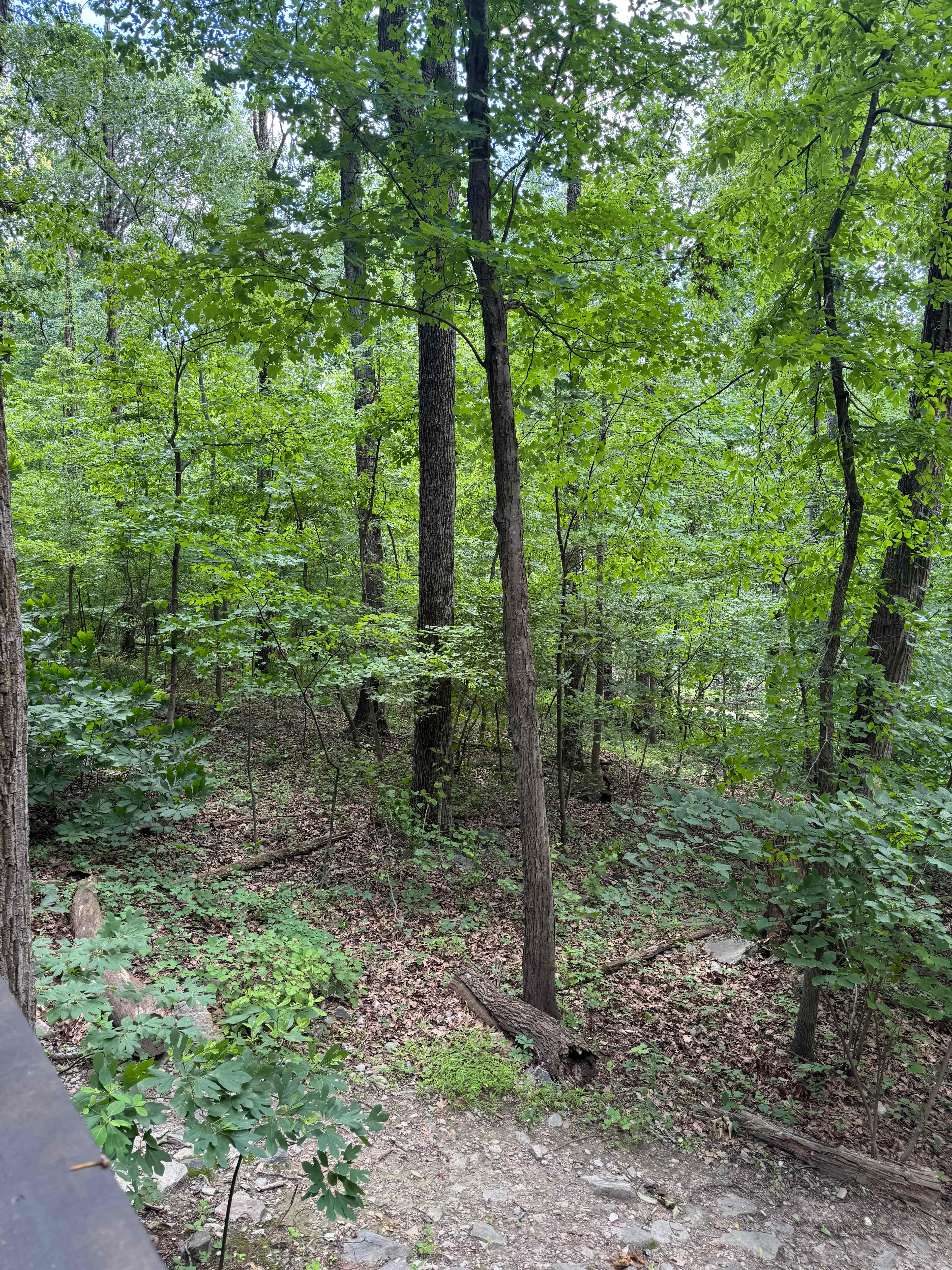 View from cabin porch