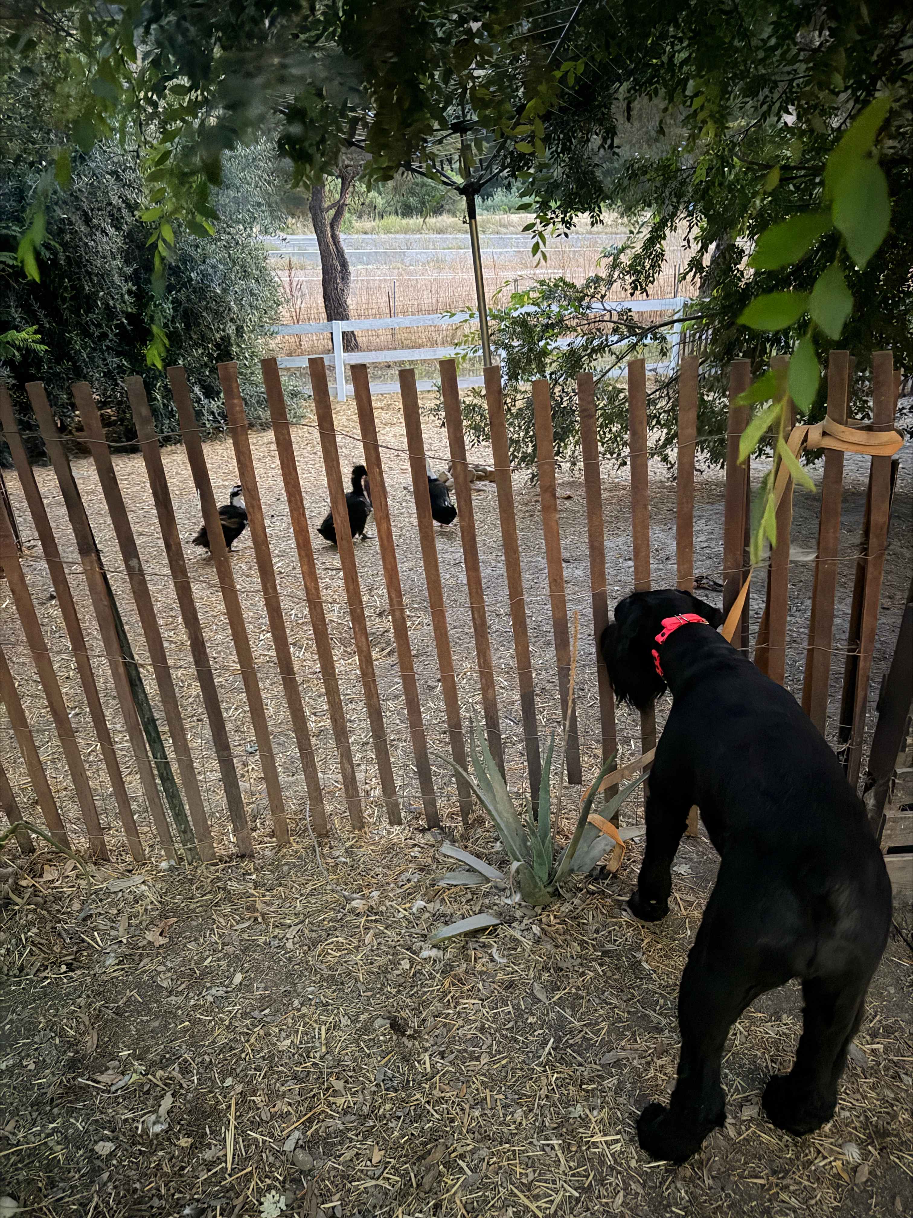 Trixie’s first experience with ducks 😁