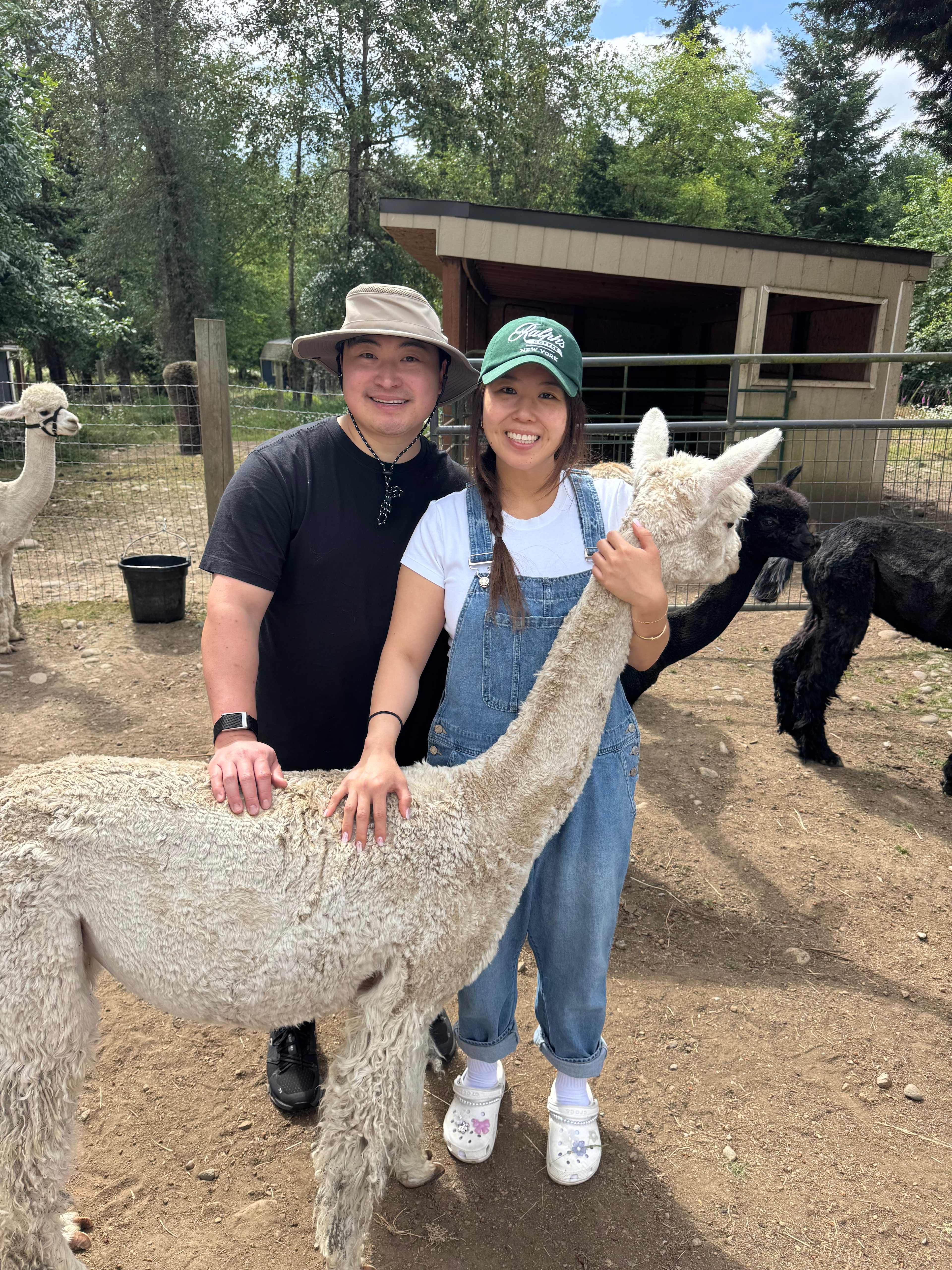 Alpaca farm tour