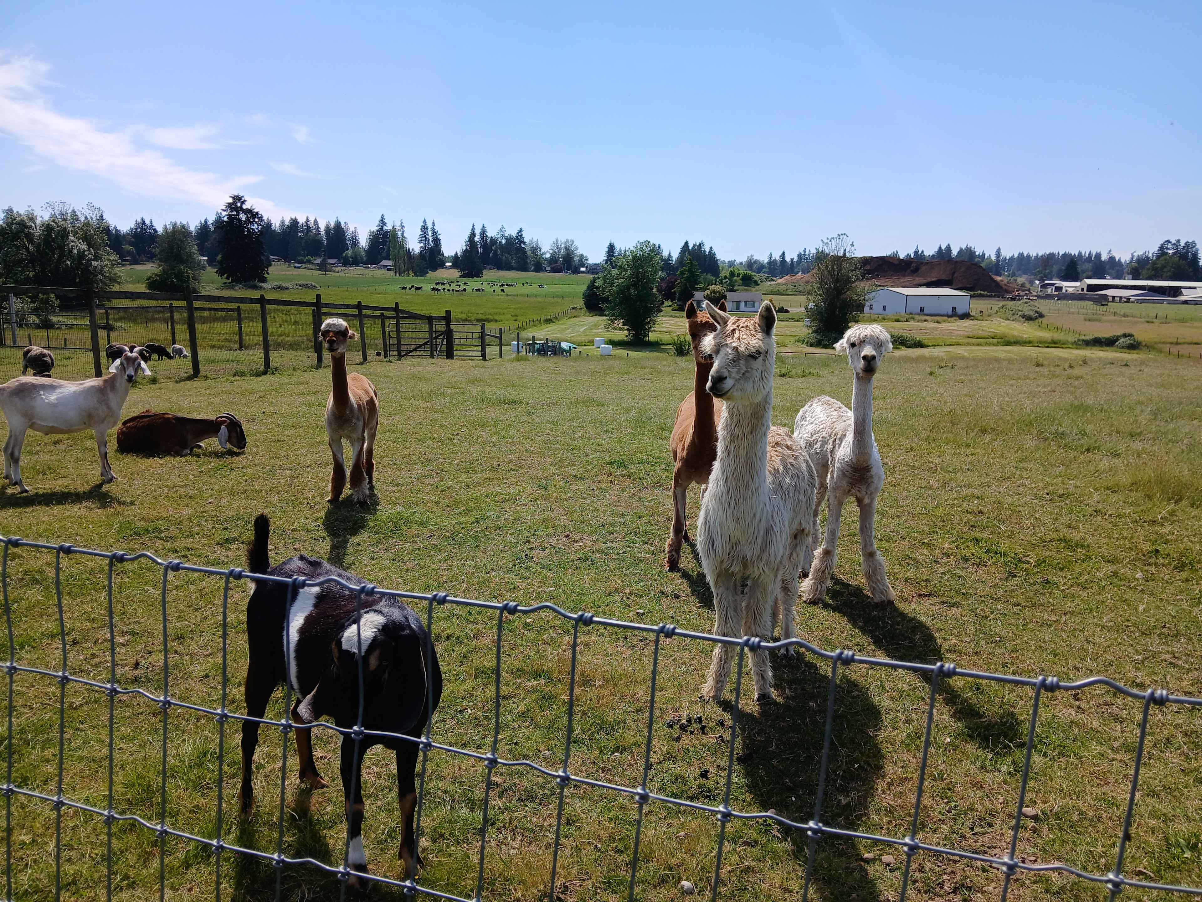 Green Apple Alpacas