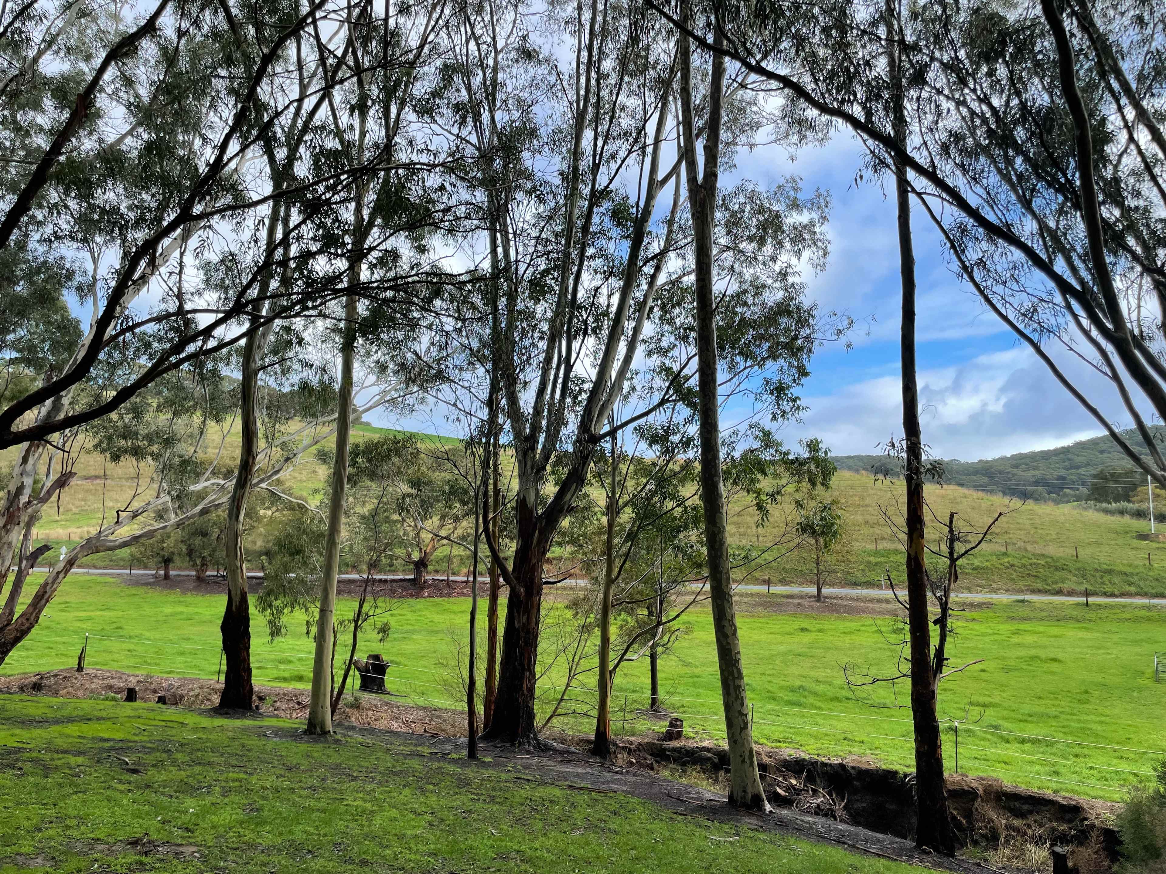 View from the Laneway 
