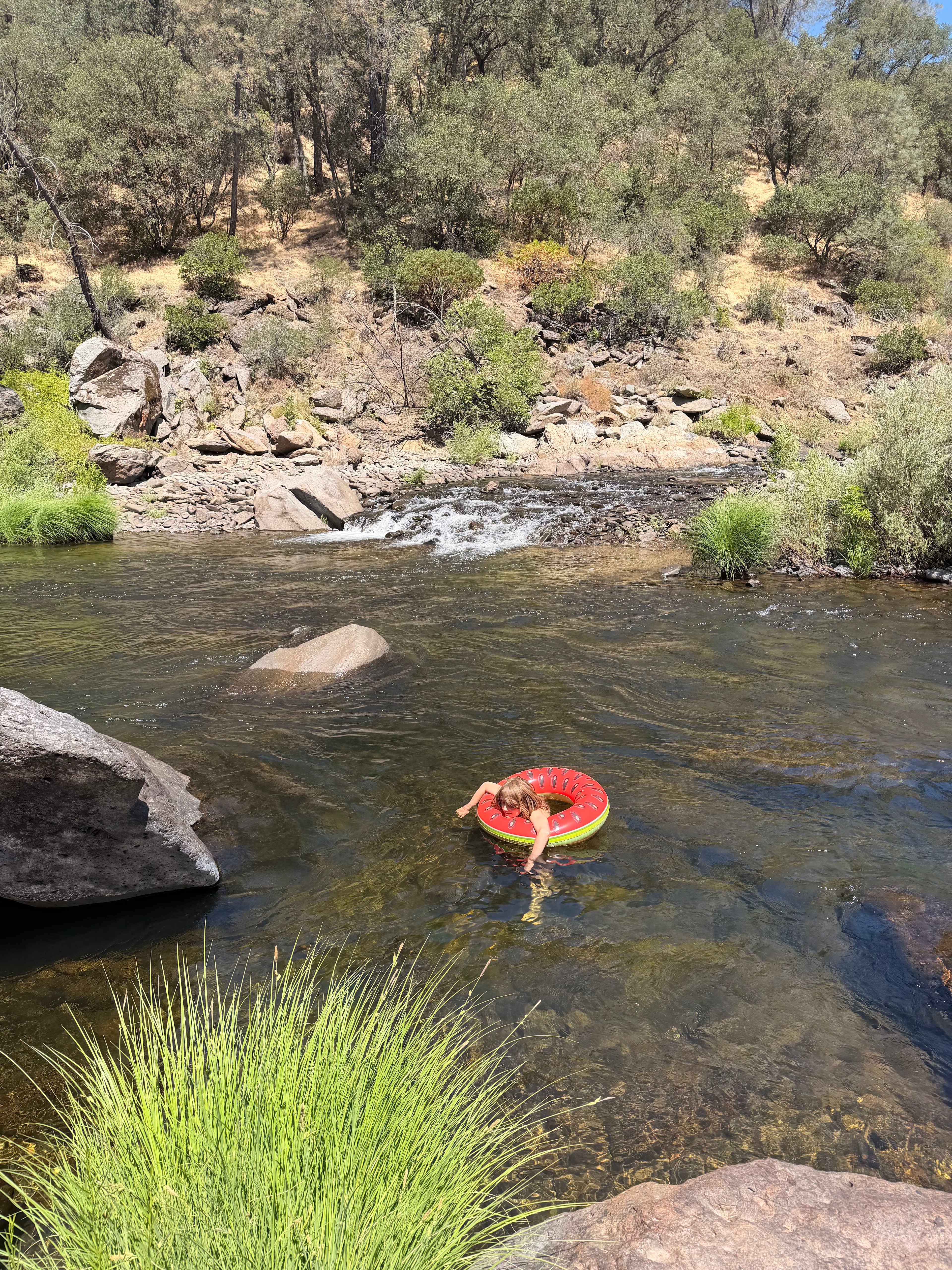 Swimming just over some rocks