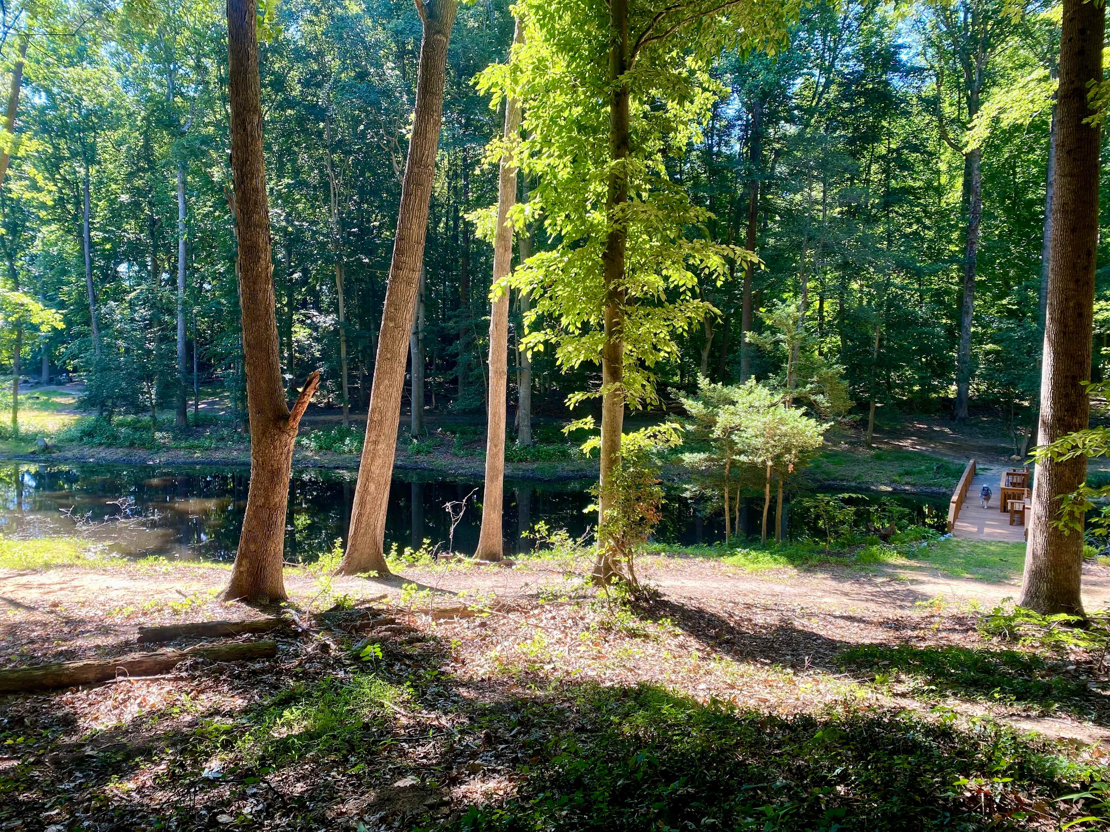 Willow Oak 1
