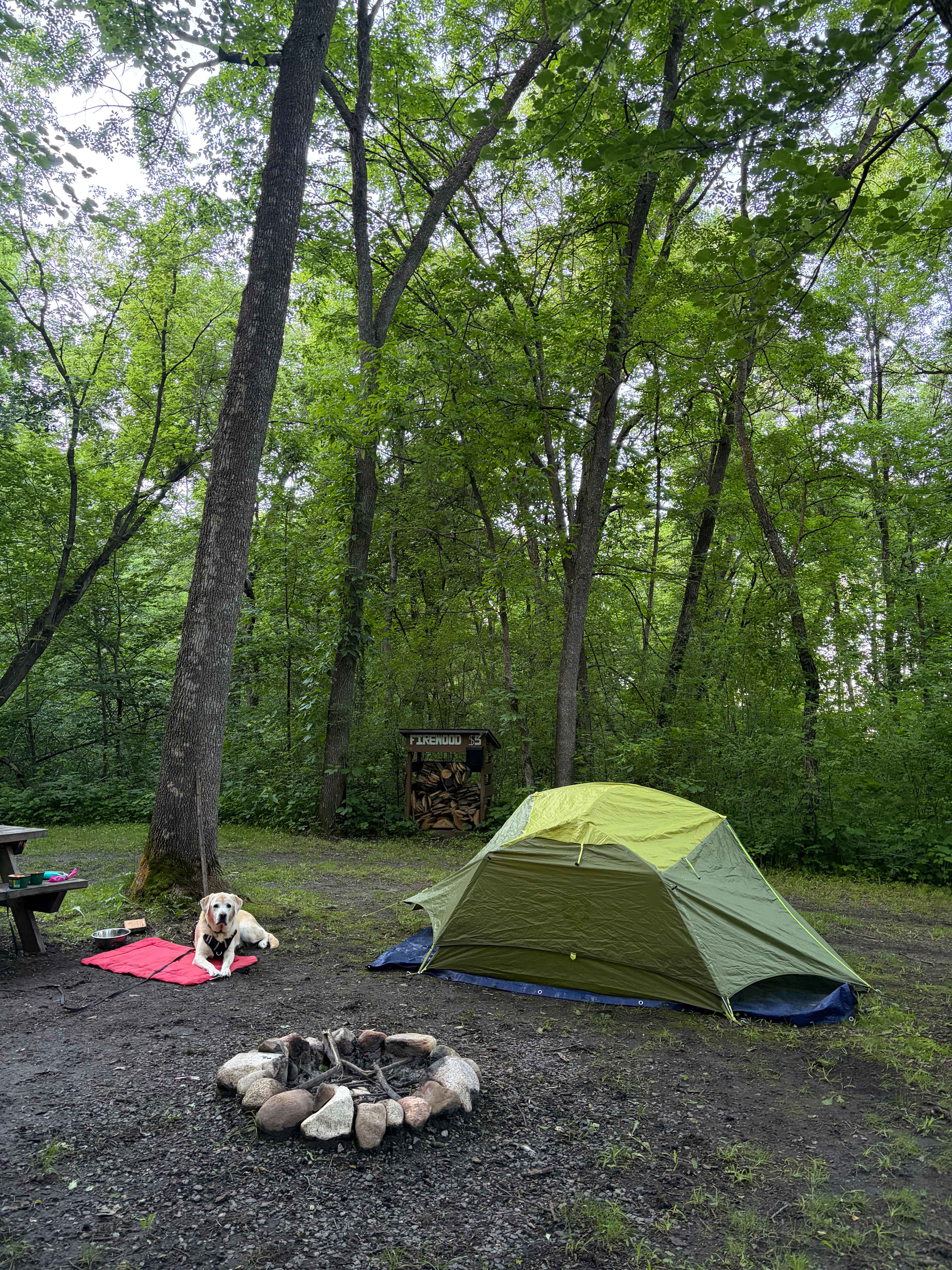 The Woods