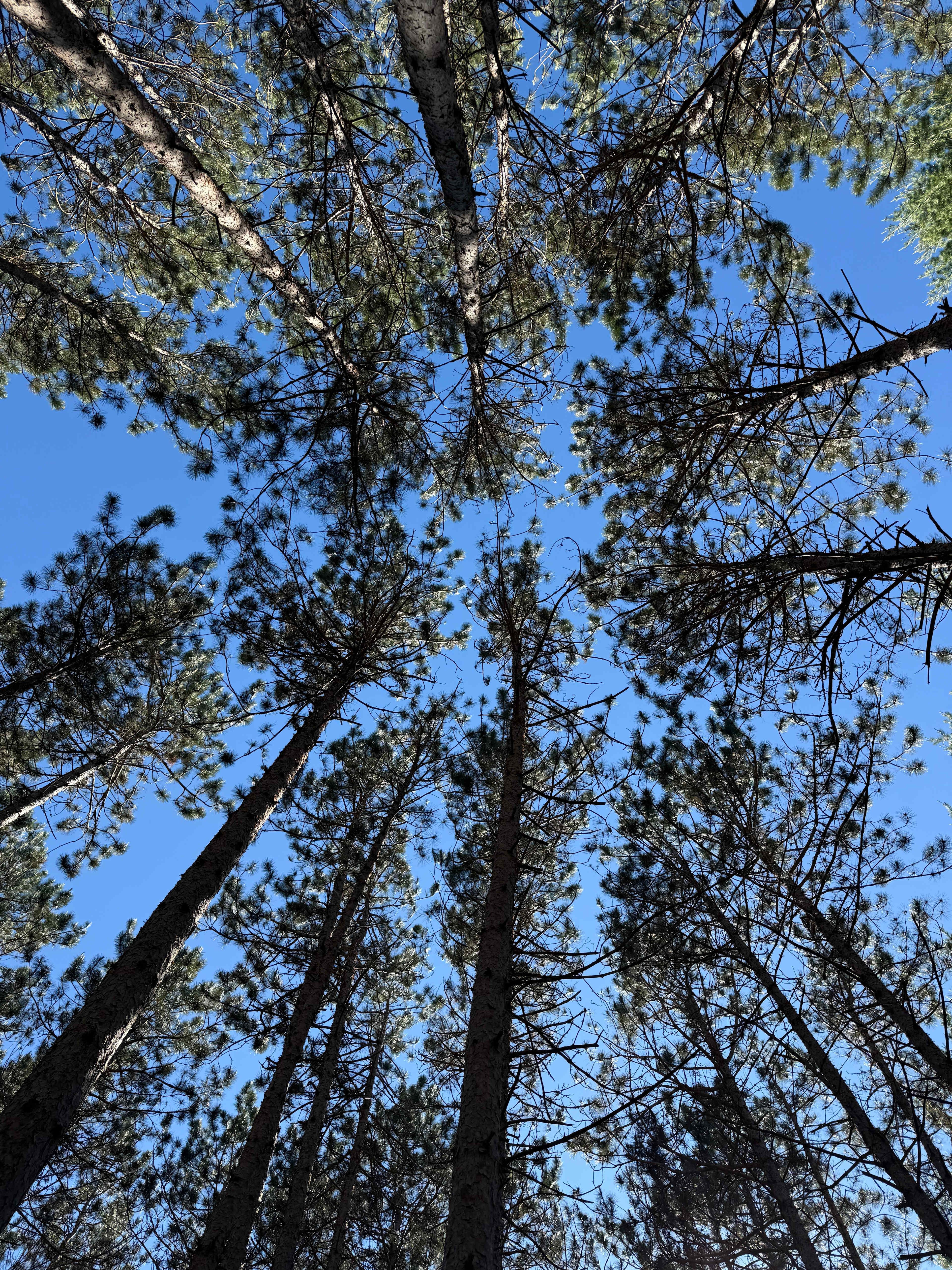 Camp Moonshadow