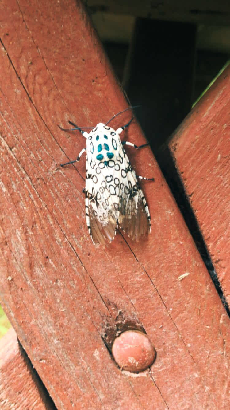 The star of the weekend, this leopard moth stayed at our campsite all weekend 