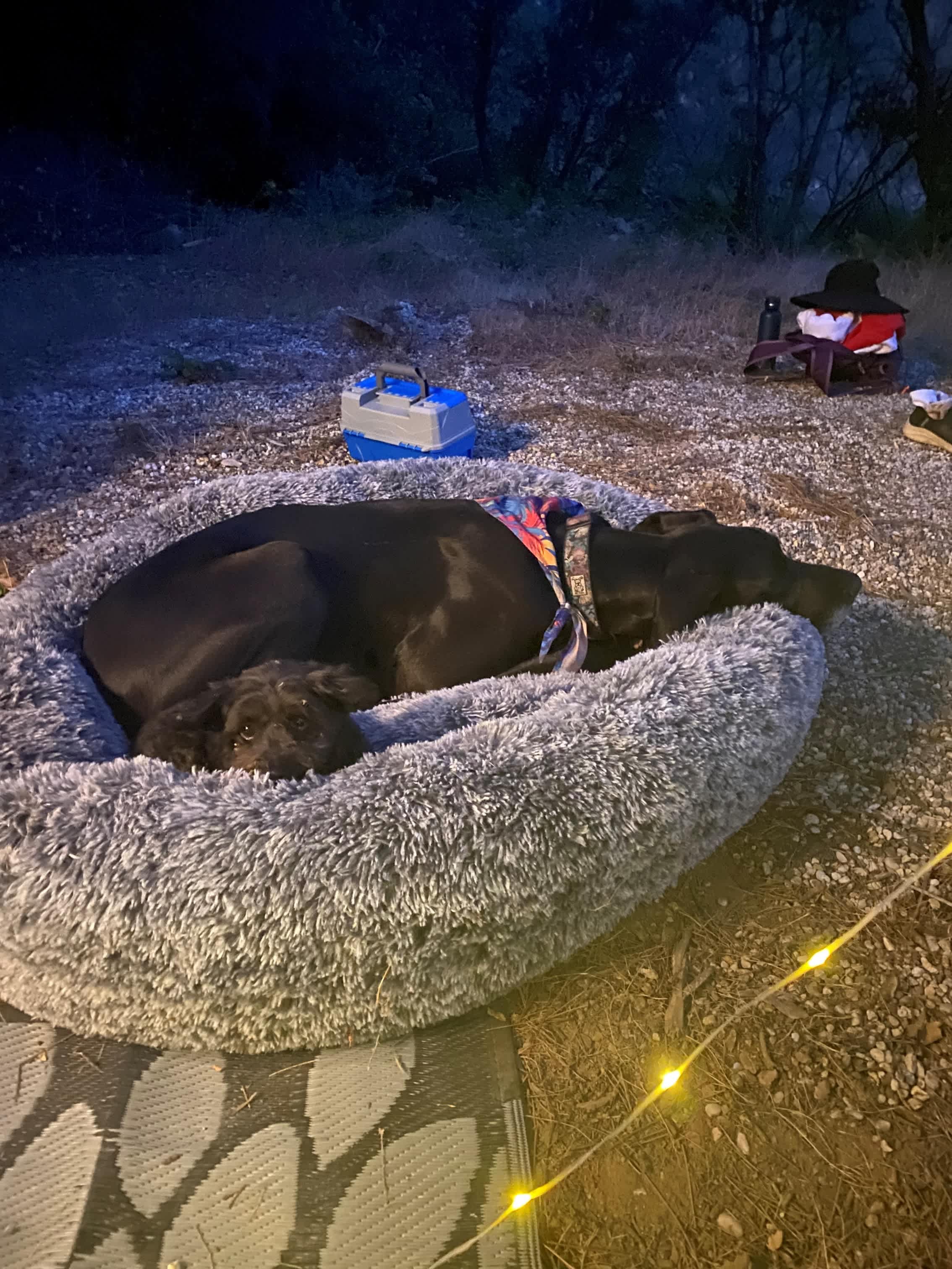 Dogs post the river hike