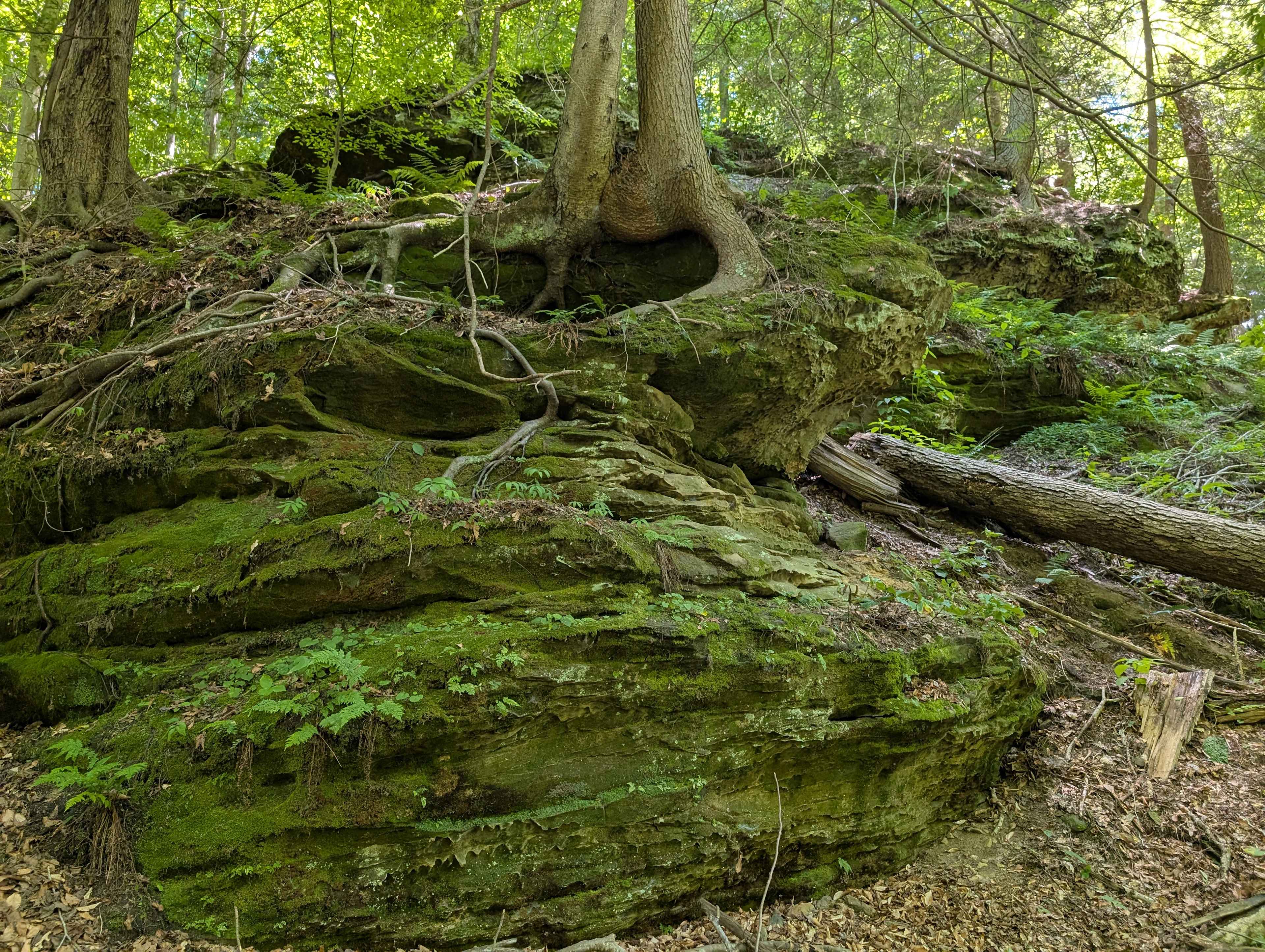 Nature's Way
