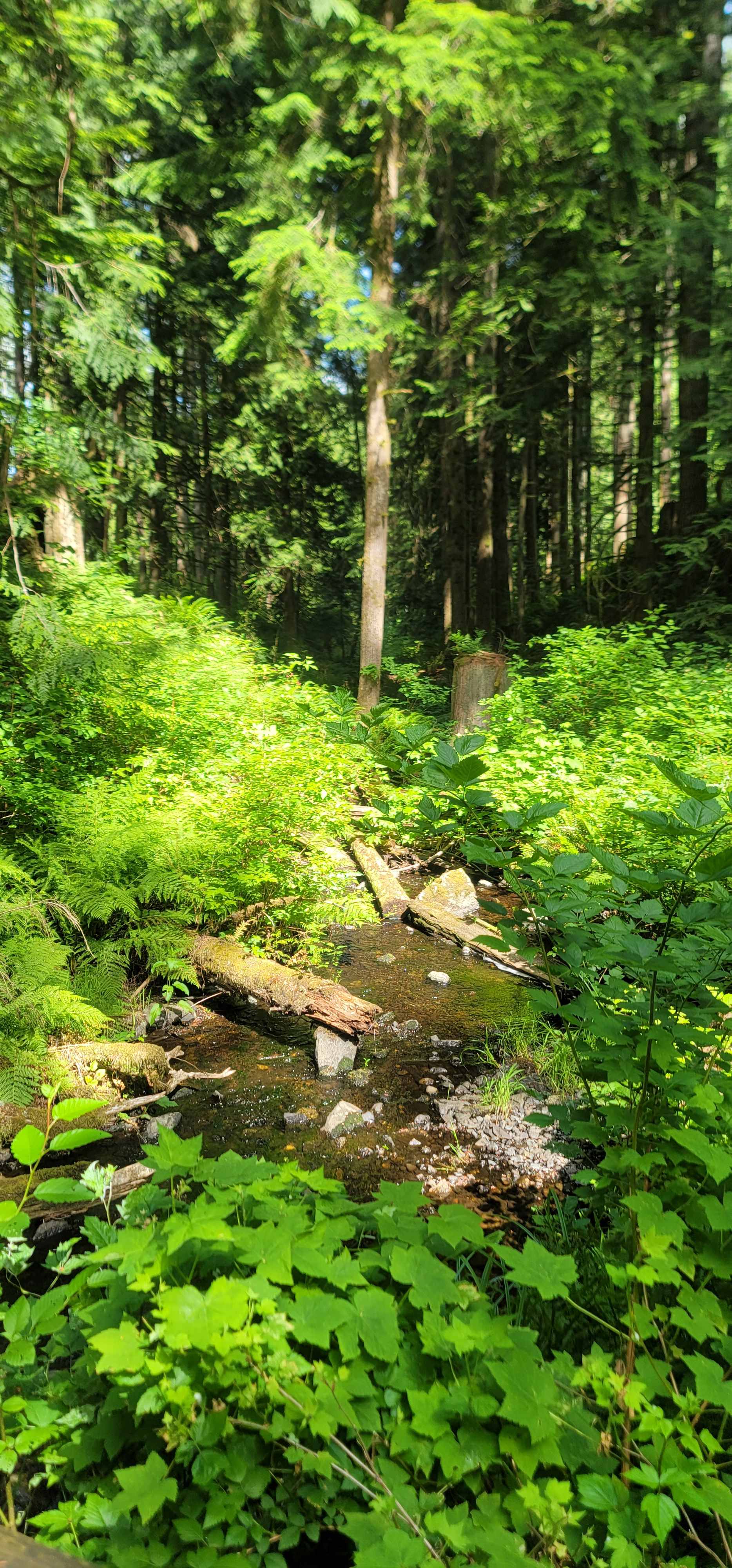 Valhalla Tree Farm