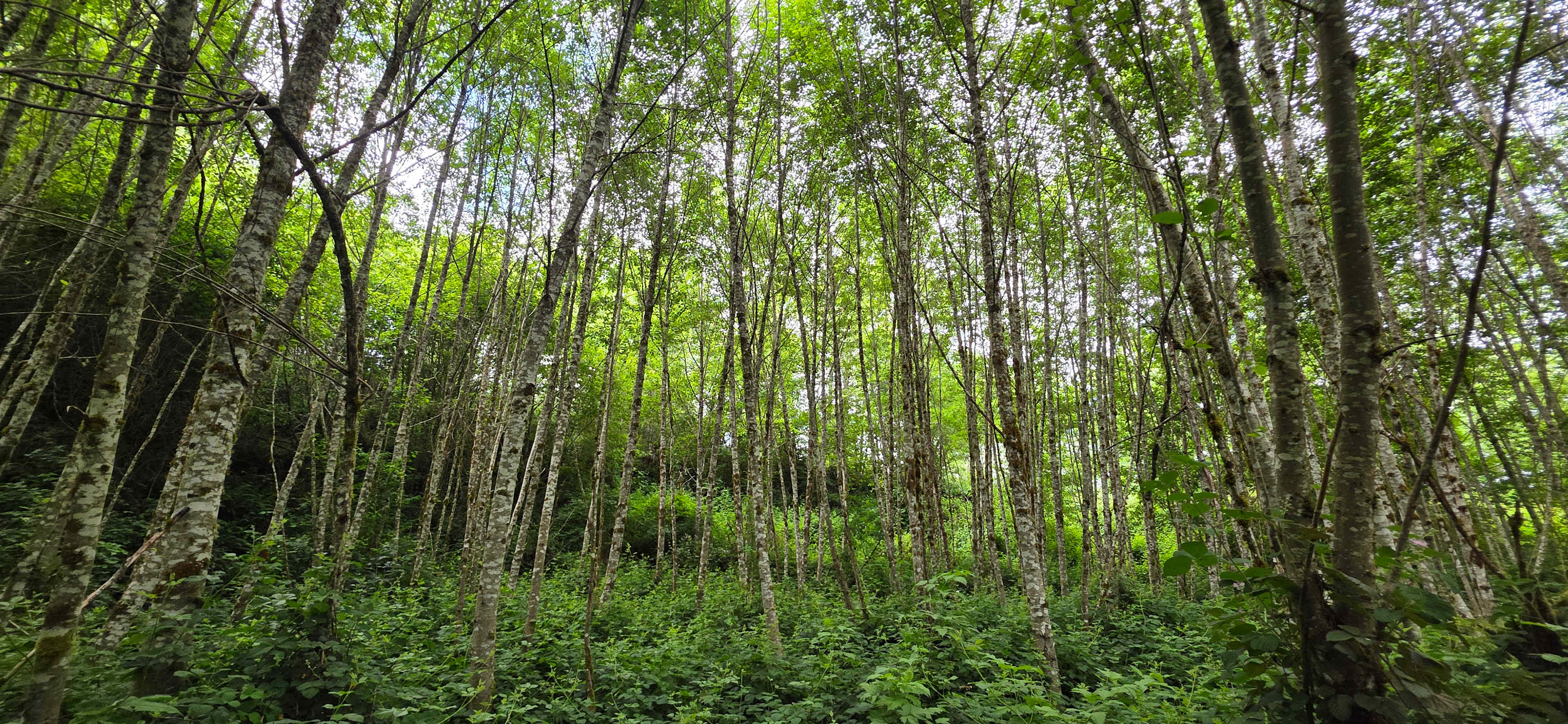 Great walking spaces in beautiful setting