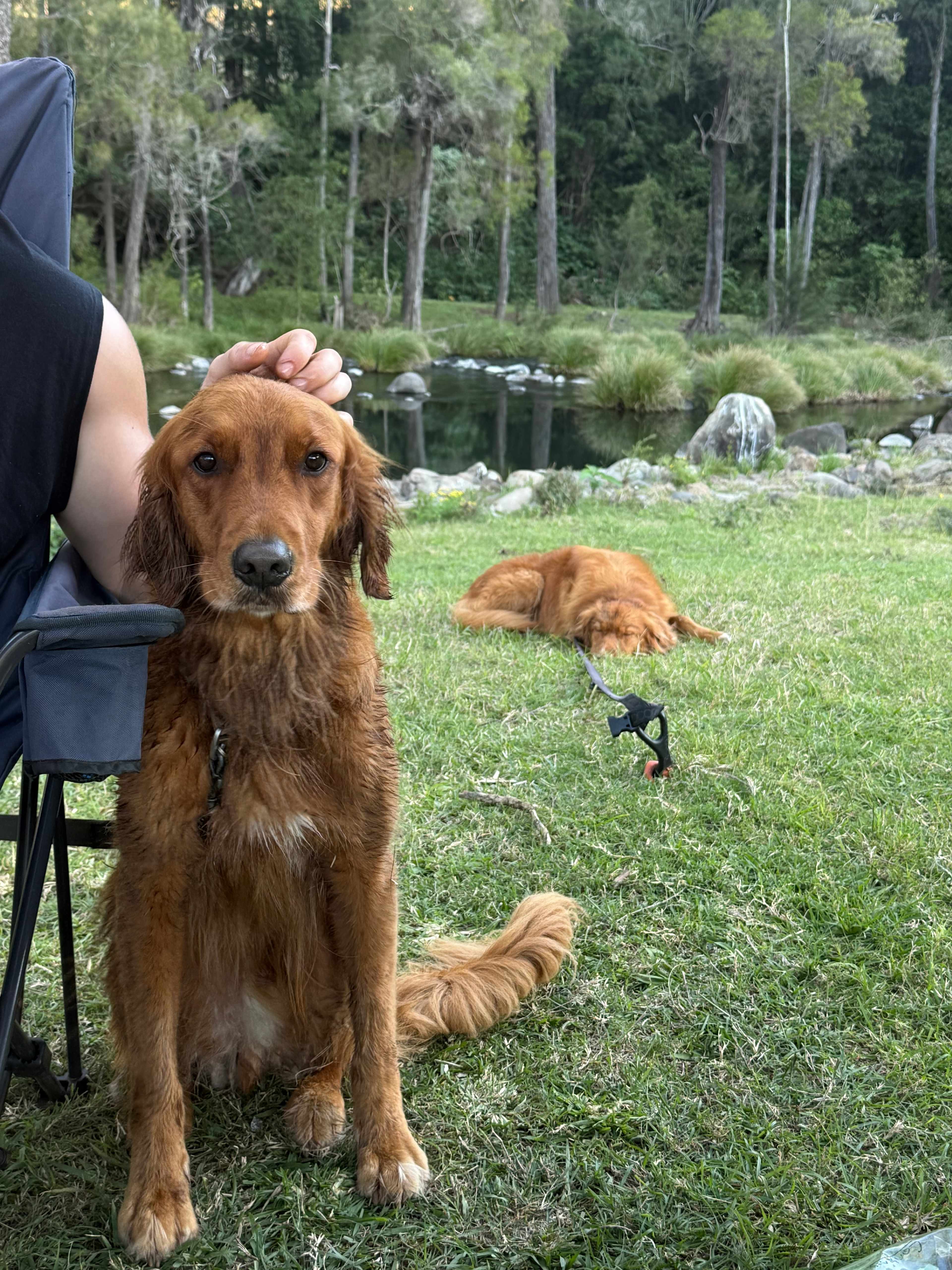 The dogs had the best time!