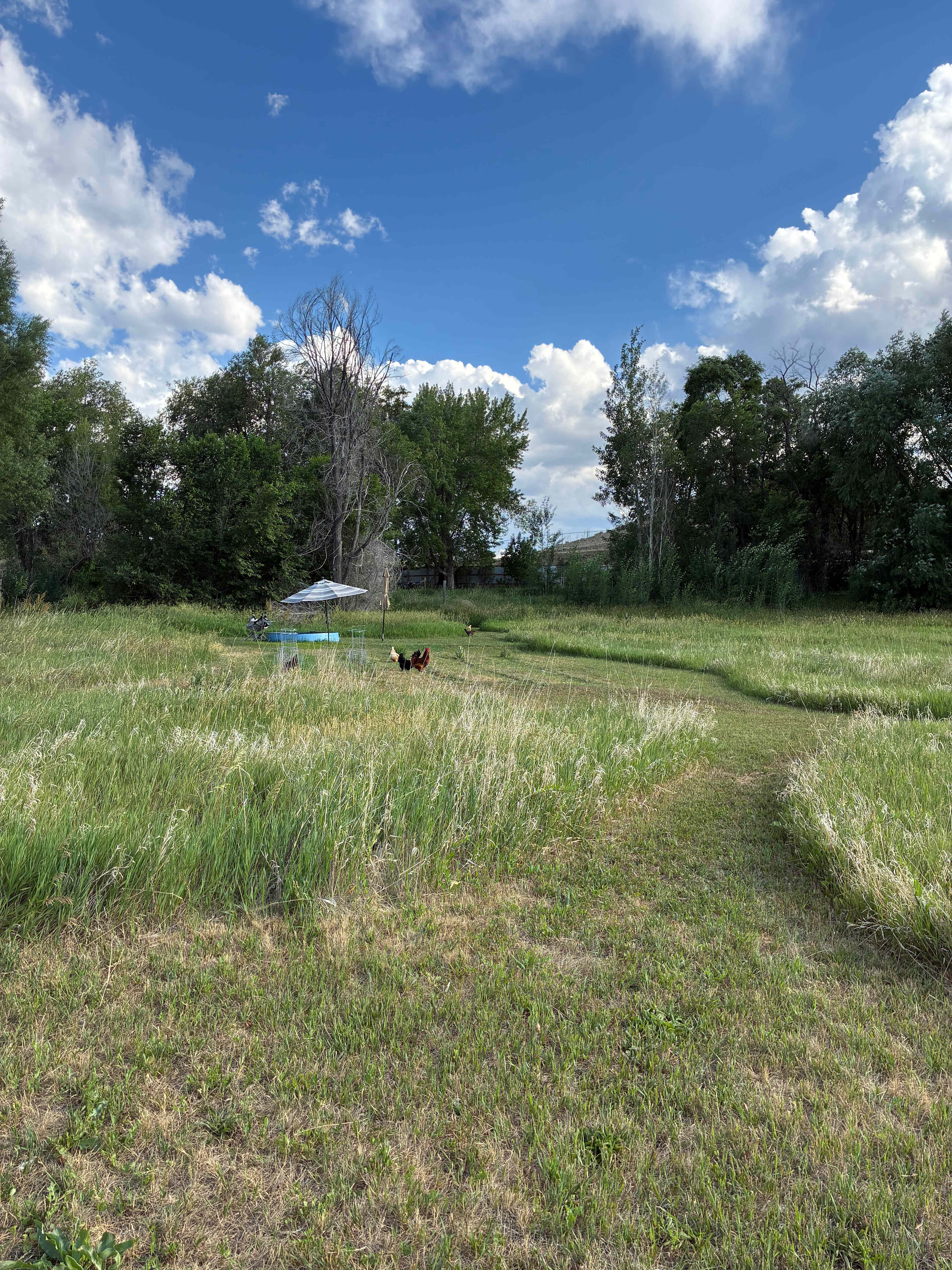 Boulder Chicken Ranch