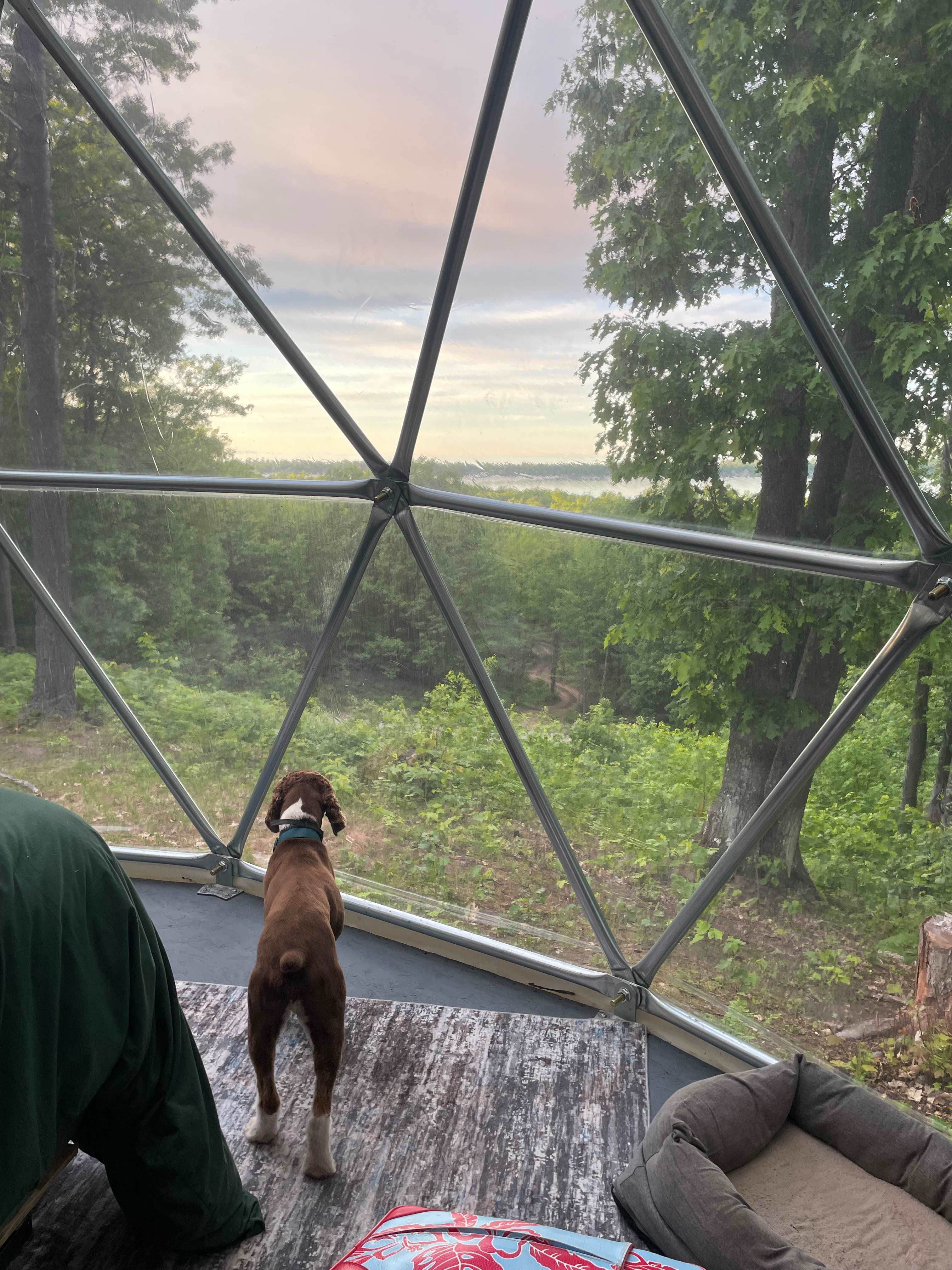 Hickory enjoying the view!