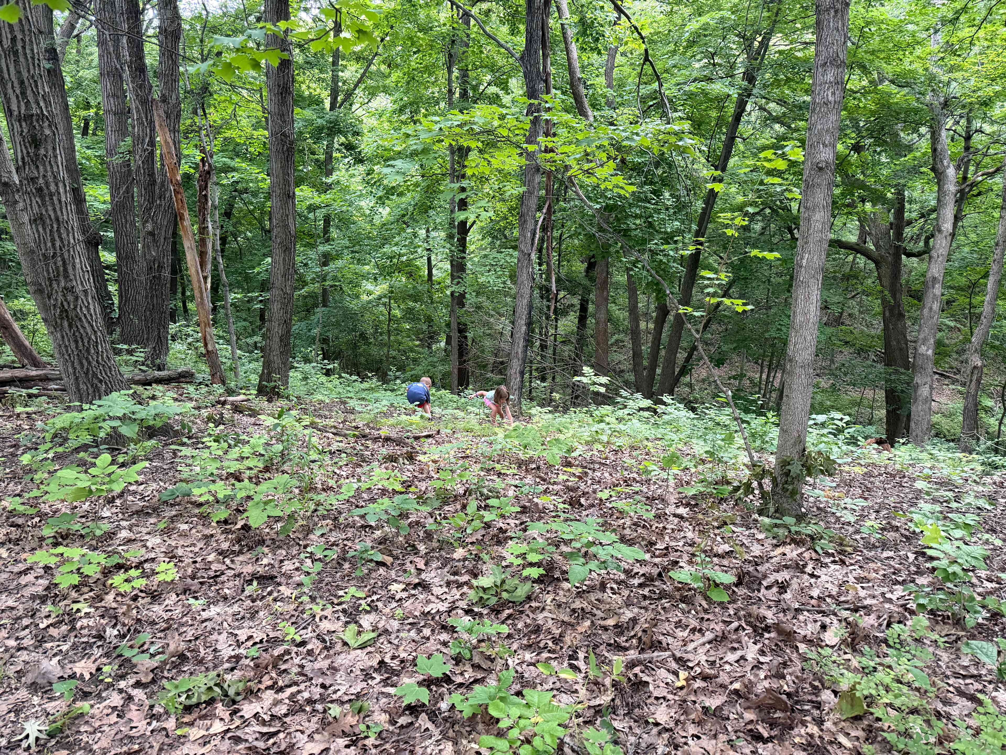 Welcome to our Magical Woods