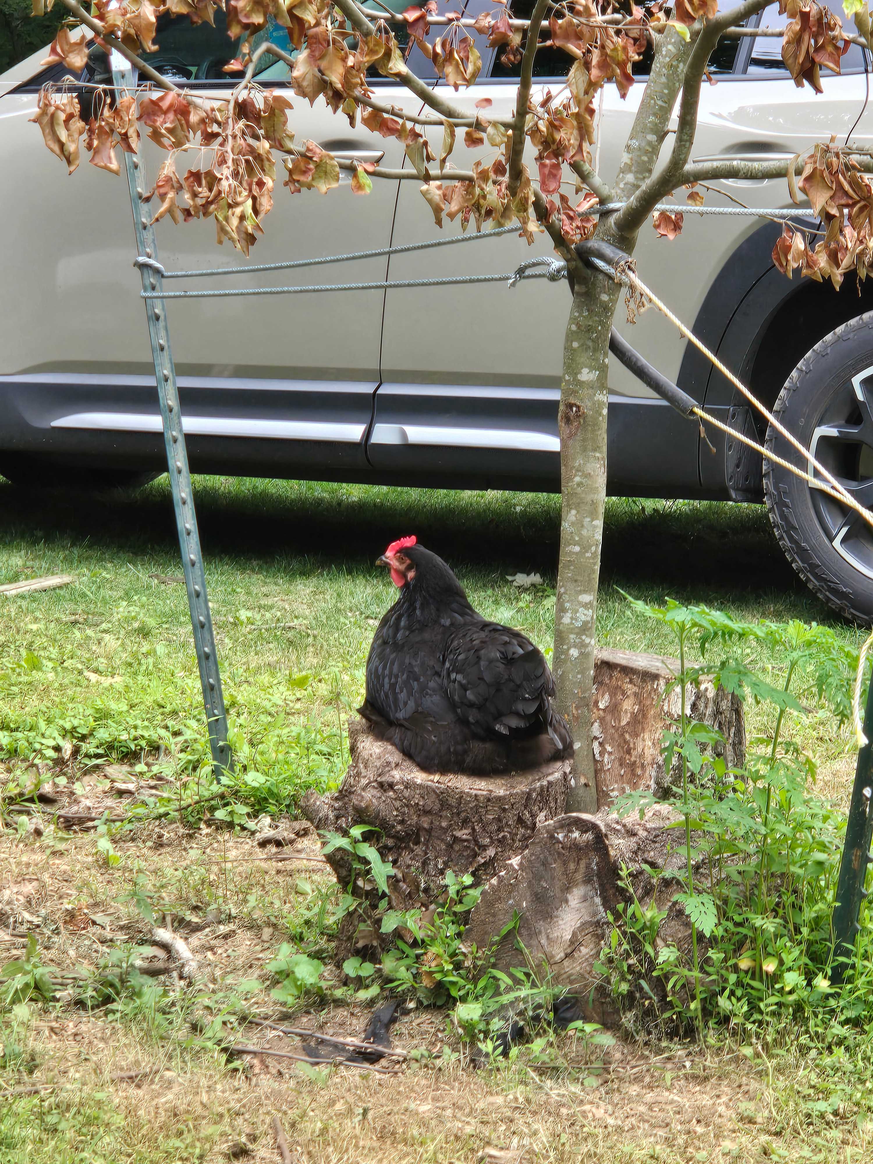 Free range chickens!