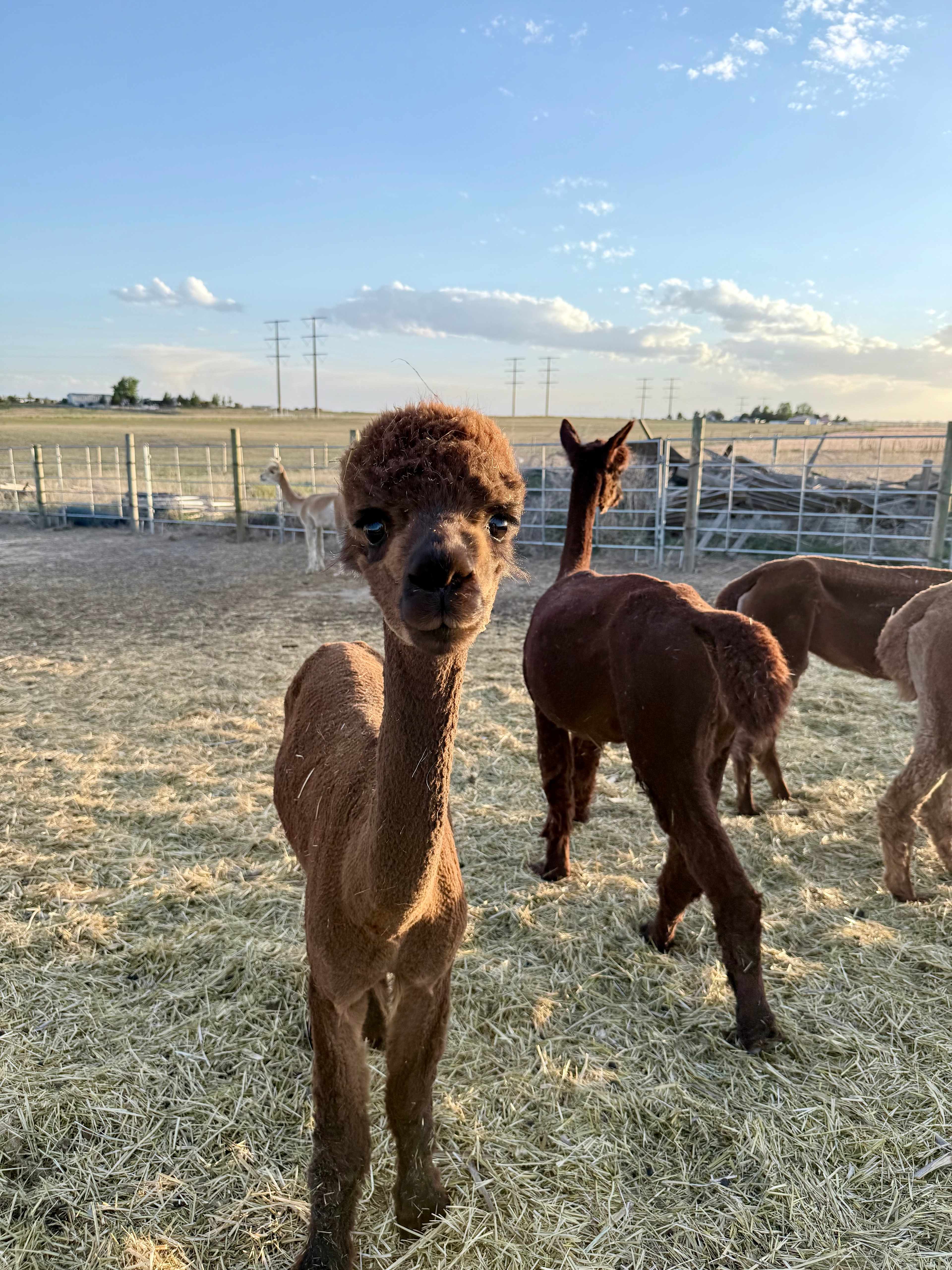 Tuff’s Animal Rescue @ Tuff’s Ranch