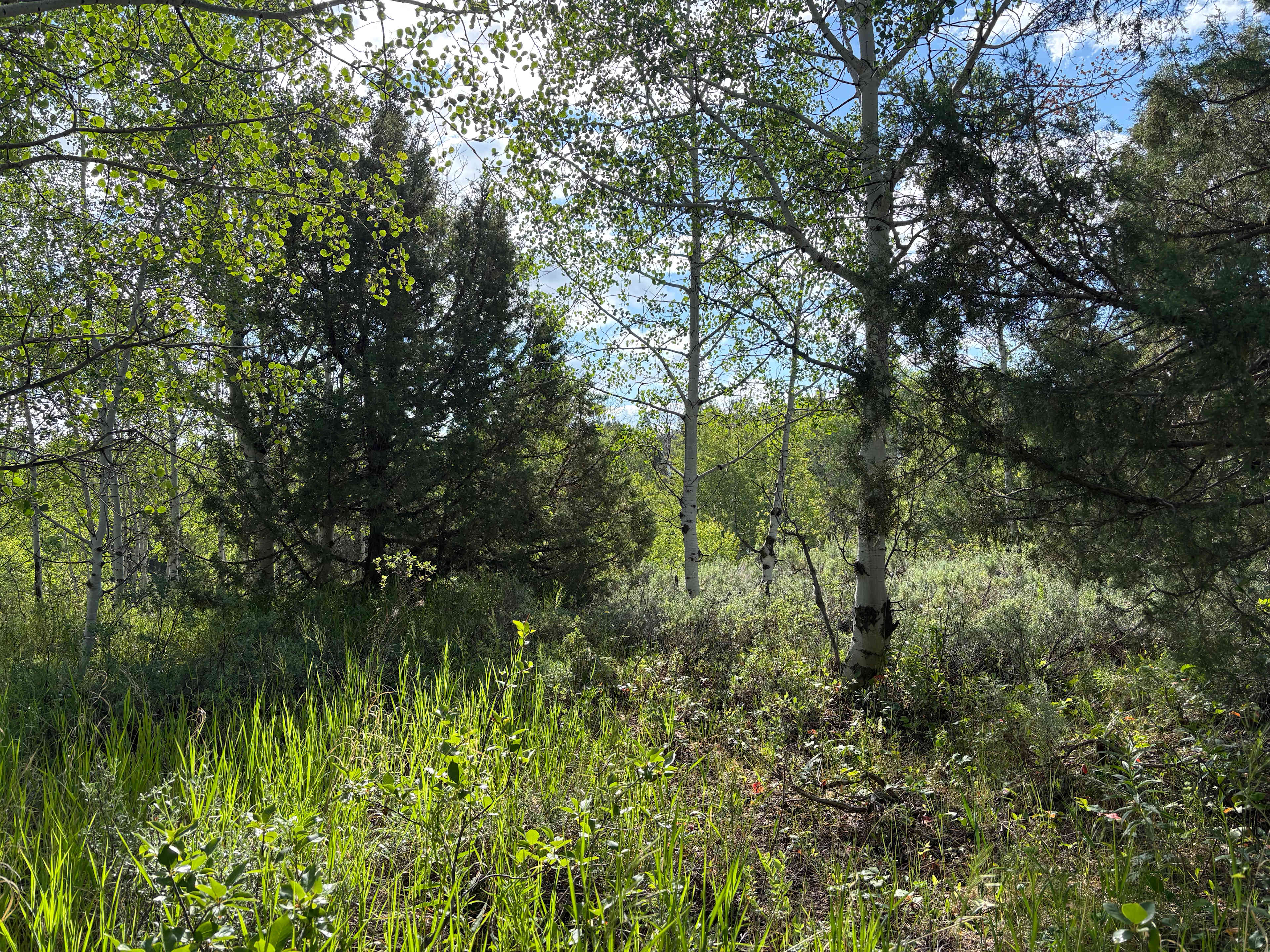 Cabin in Aspens - Arcadia Reservoir