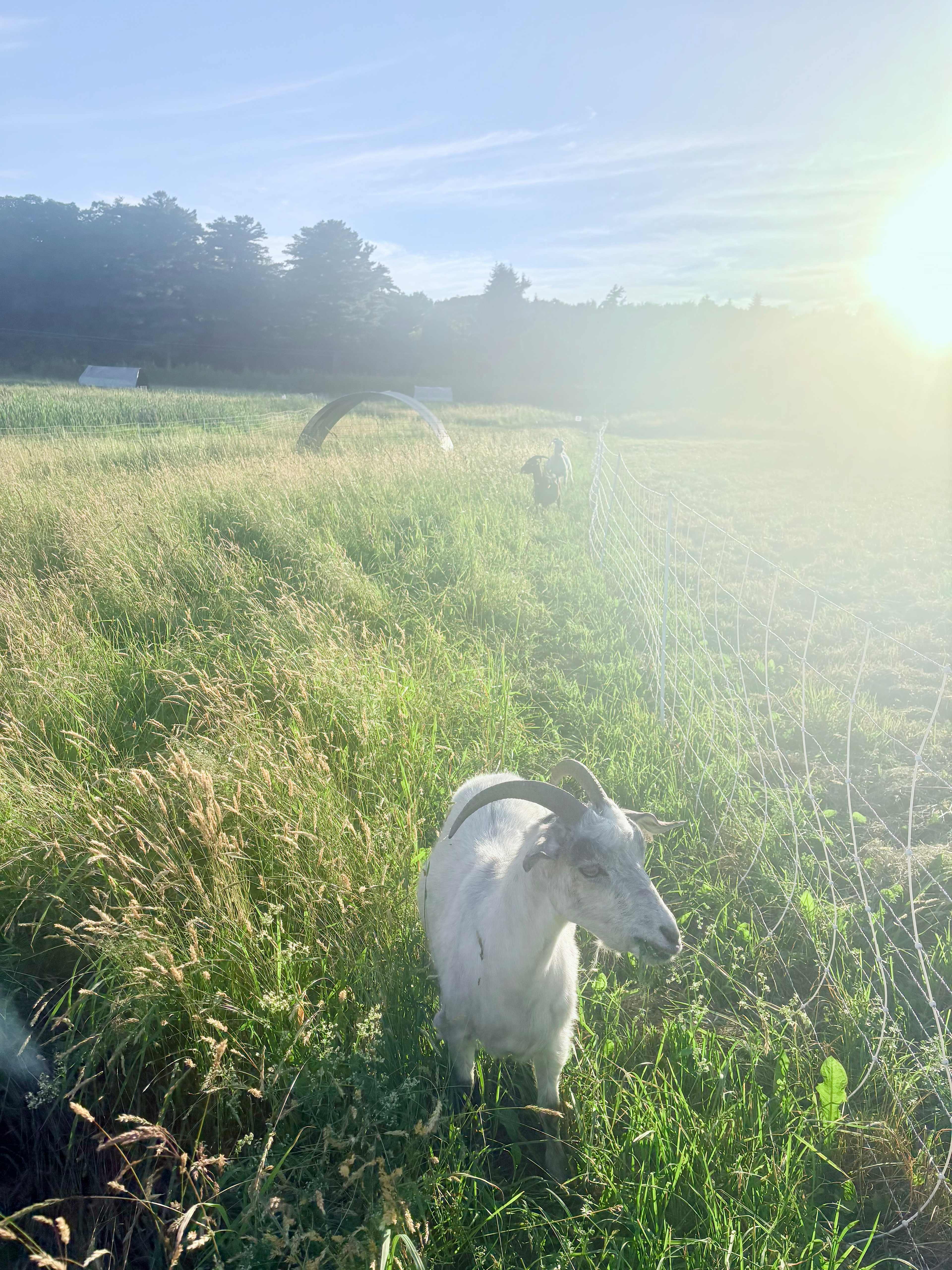 Laughing Goat Fiber Farm