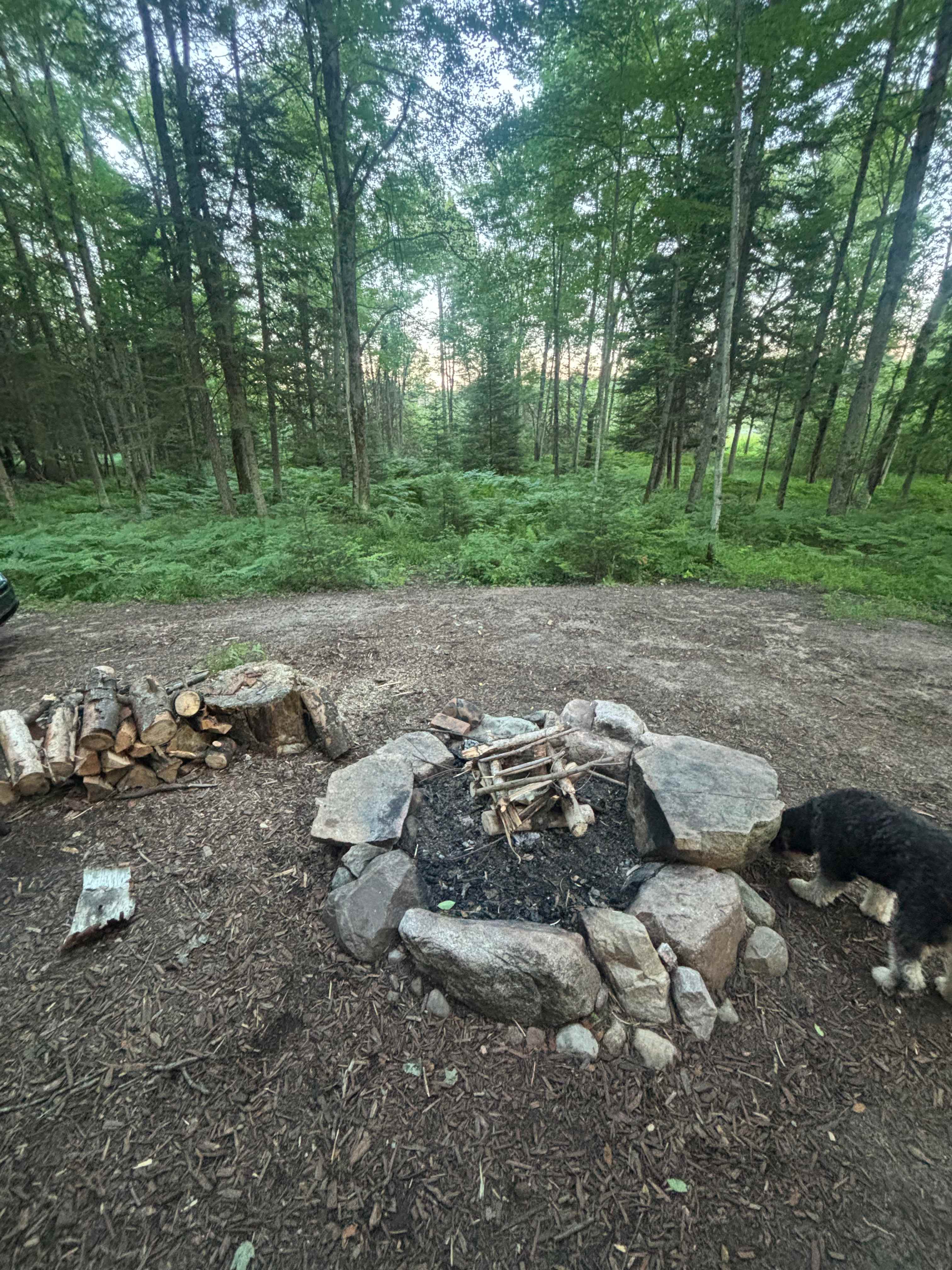 Fire pit and surrounding forest