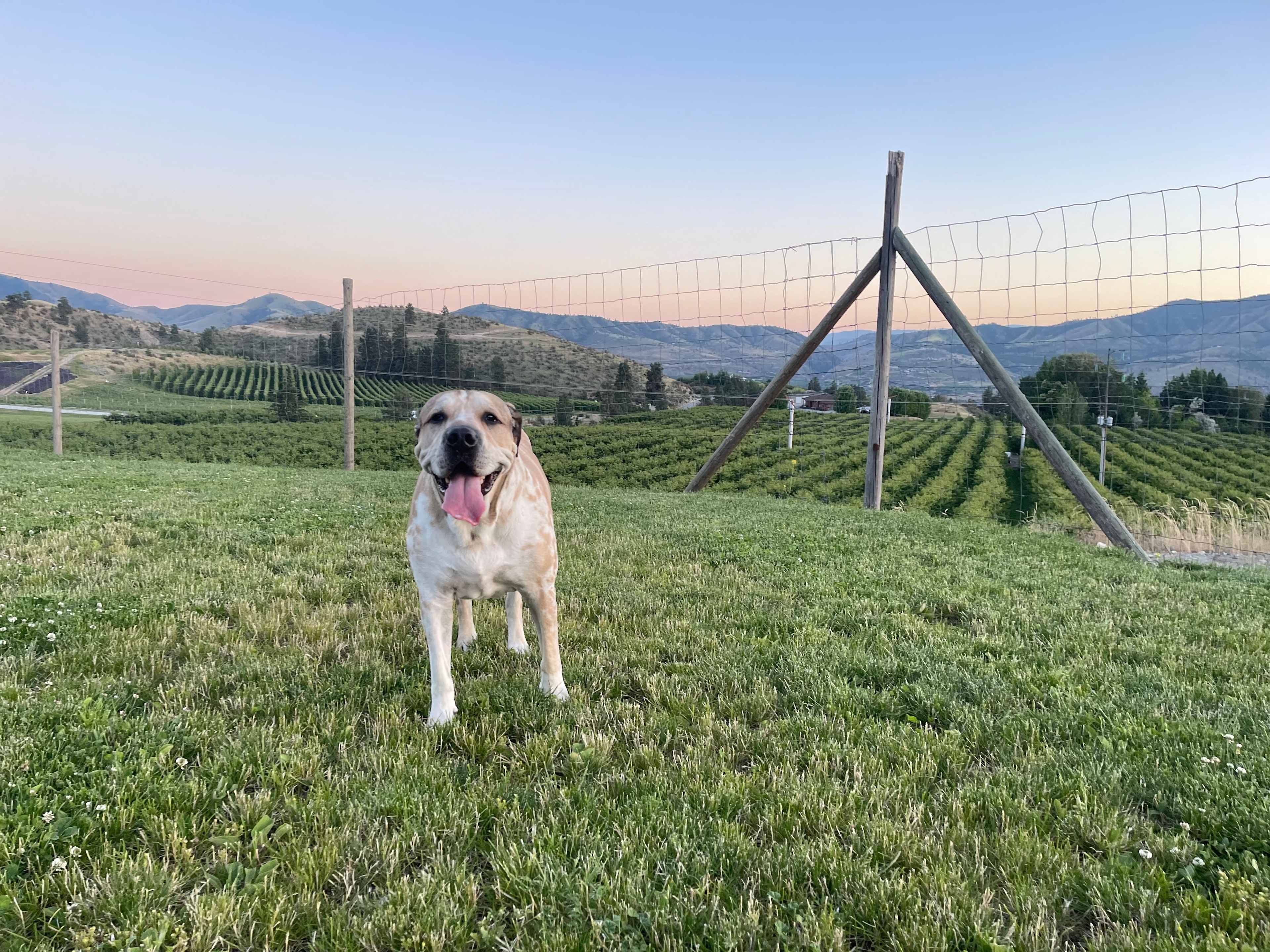 Farm Stays At Chelan Ranch