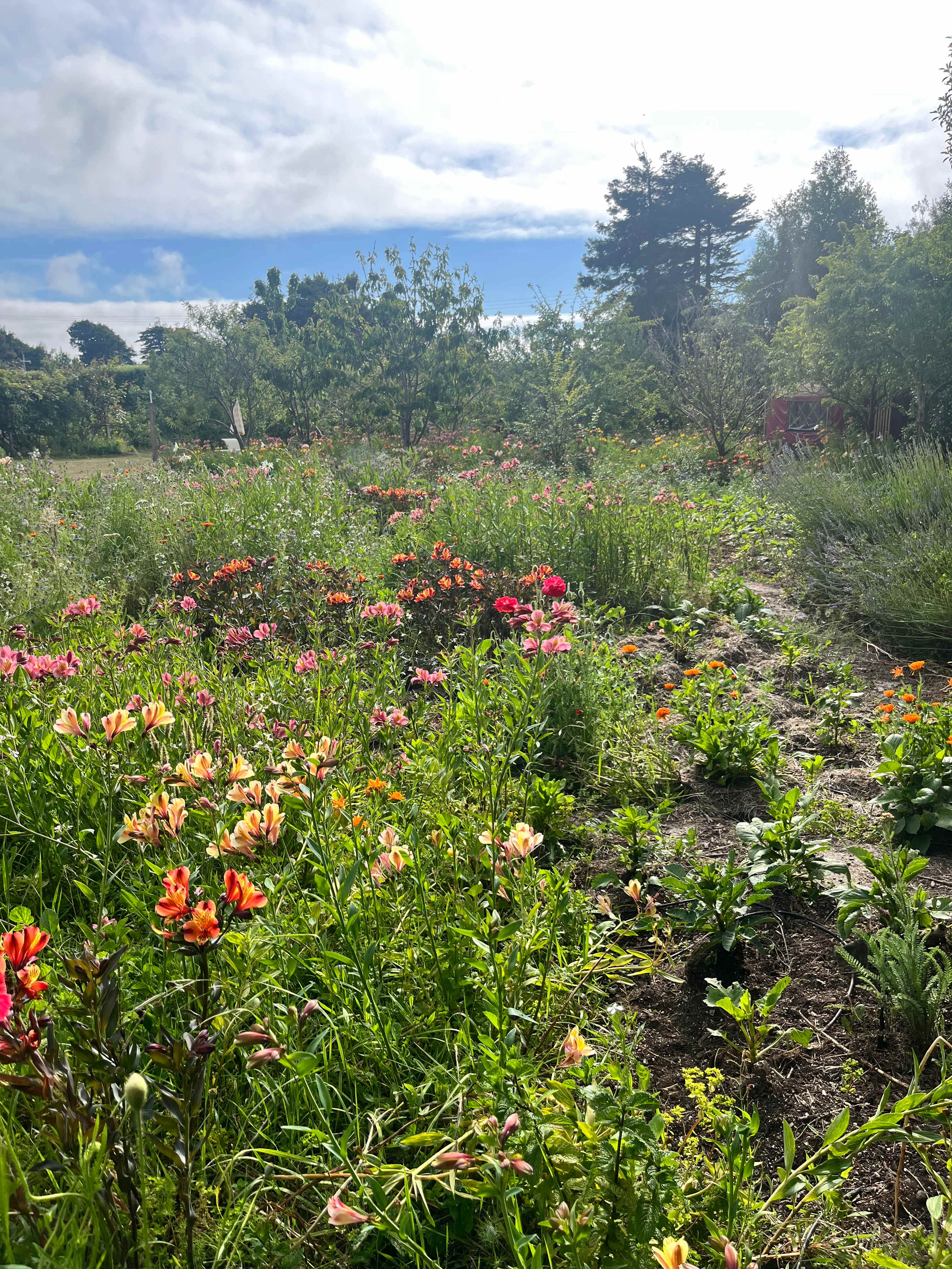 Good Things Farm Yurt, flower farm