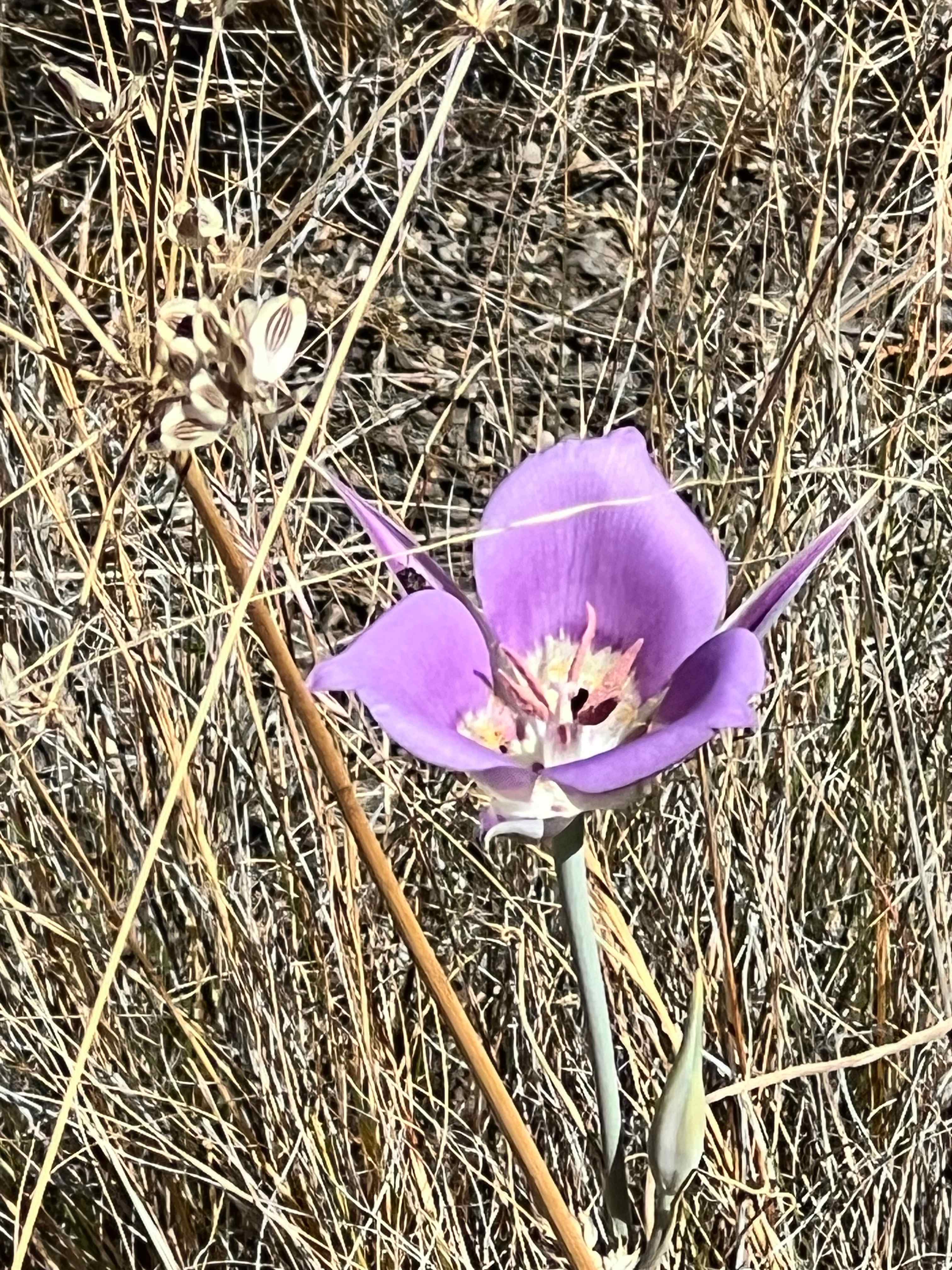 Sagebrush Mariposa Lily