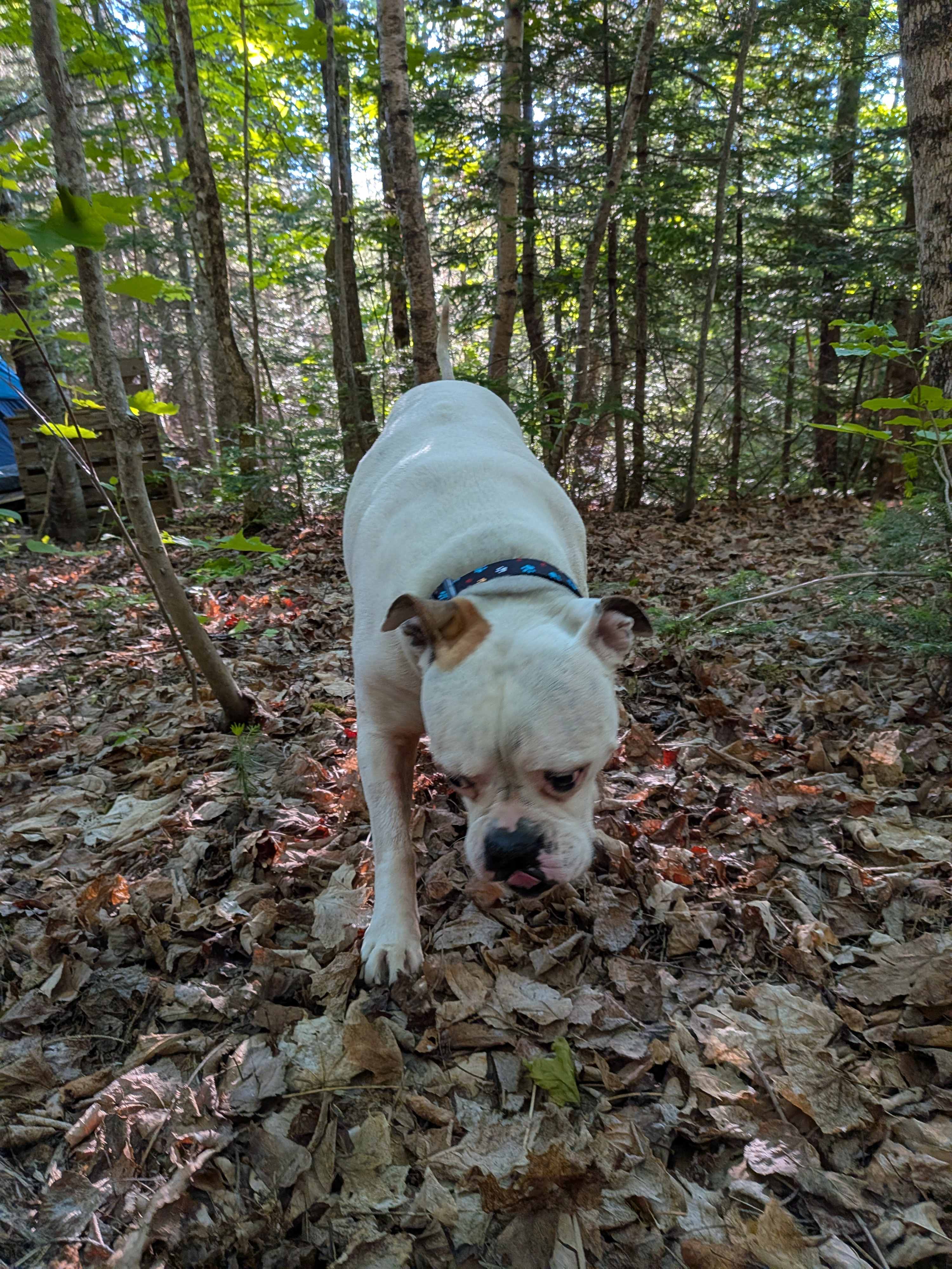Cedar Camp Ridge