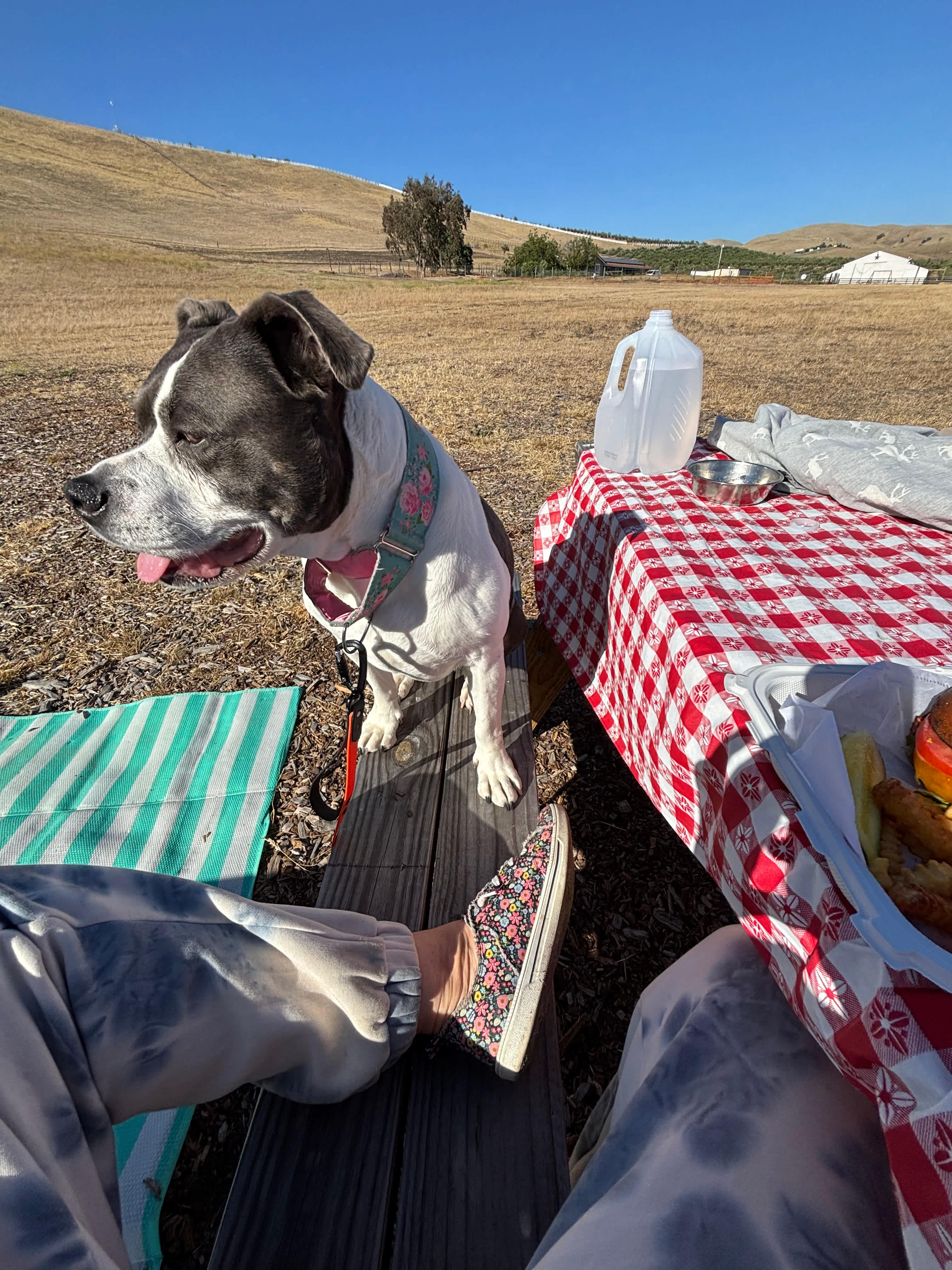 picnic table