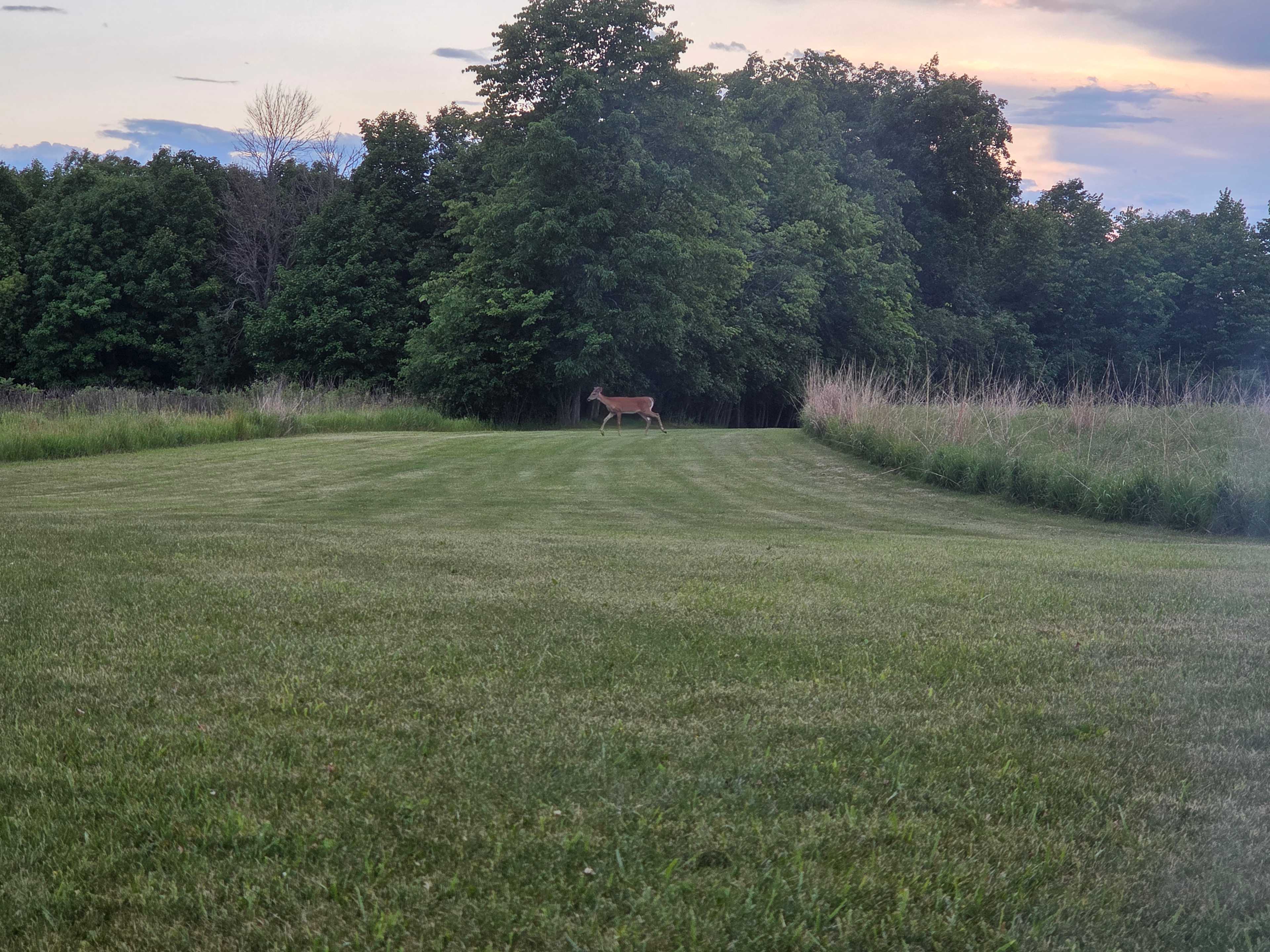 Another view of the doe. Image also shows how large and well manicured the site was. 
