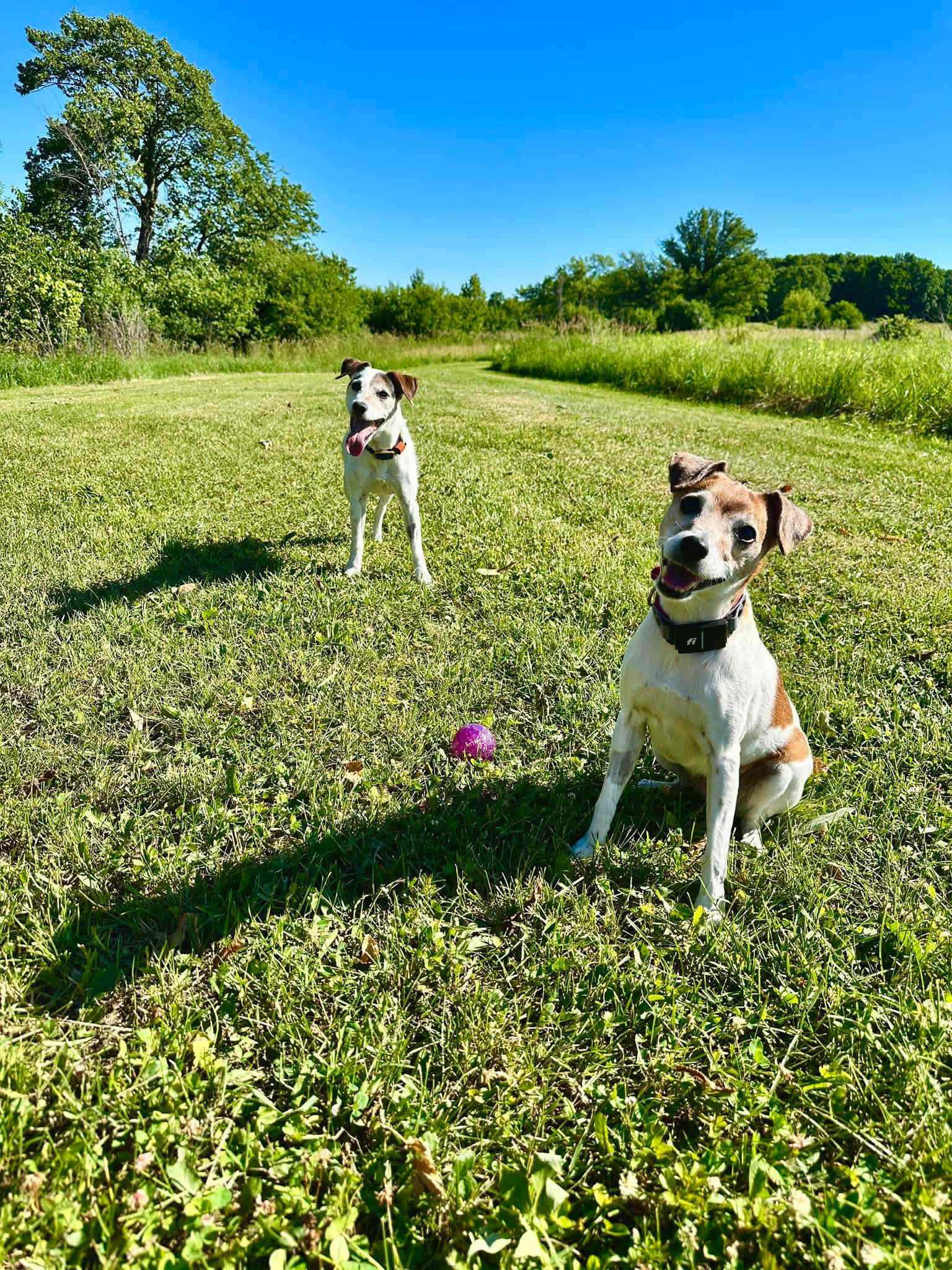 Lots of space for the pups to run around. 