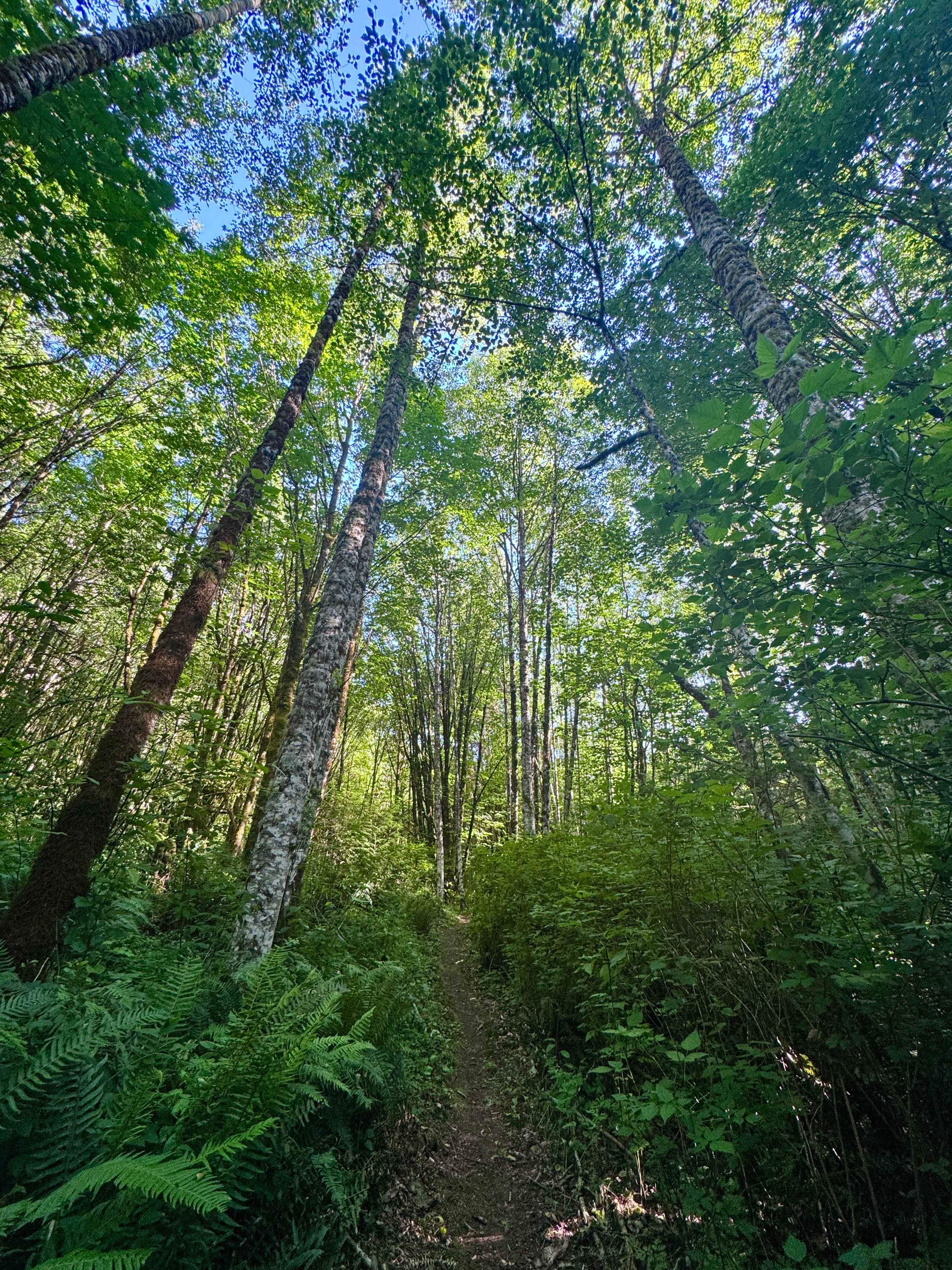 This is the trail through the woods to the yurt. Gorgeous.