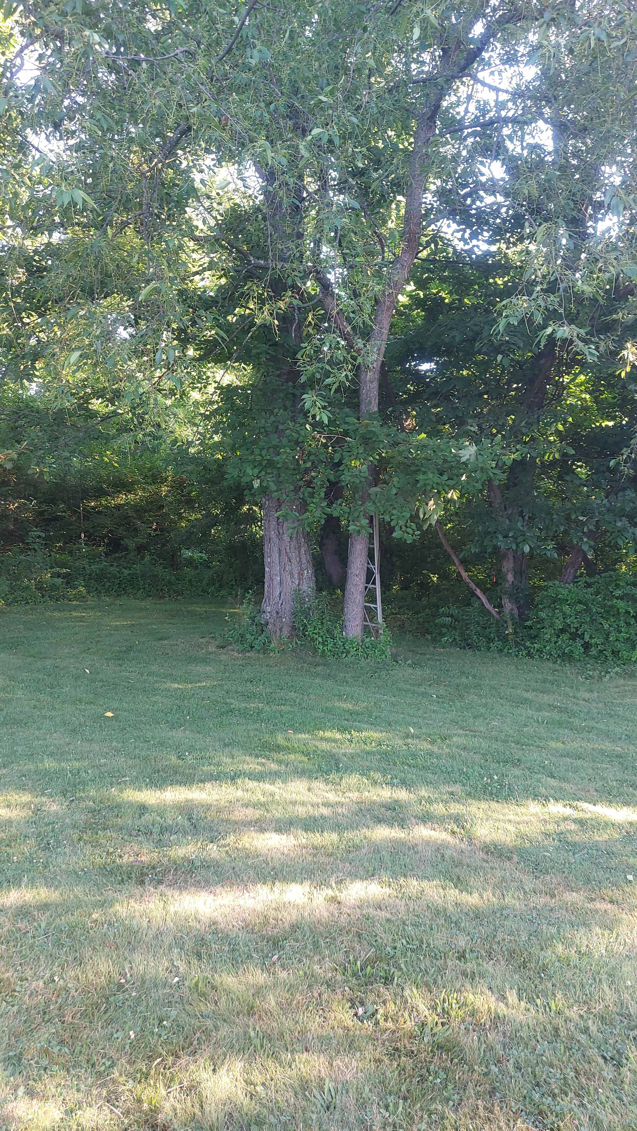 Area is nicely maintained