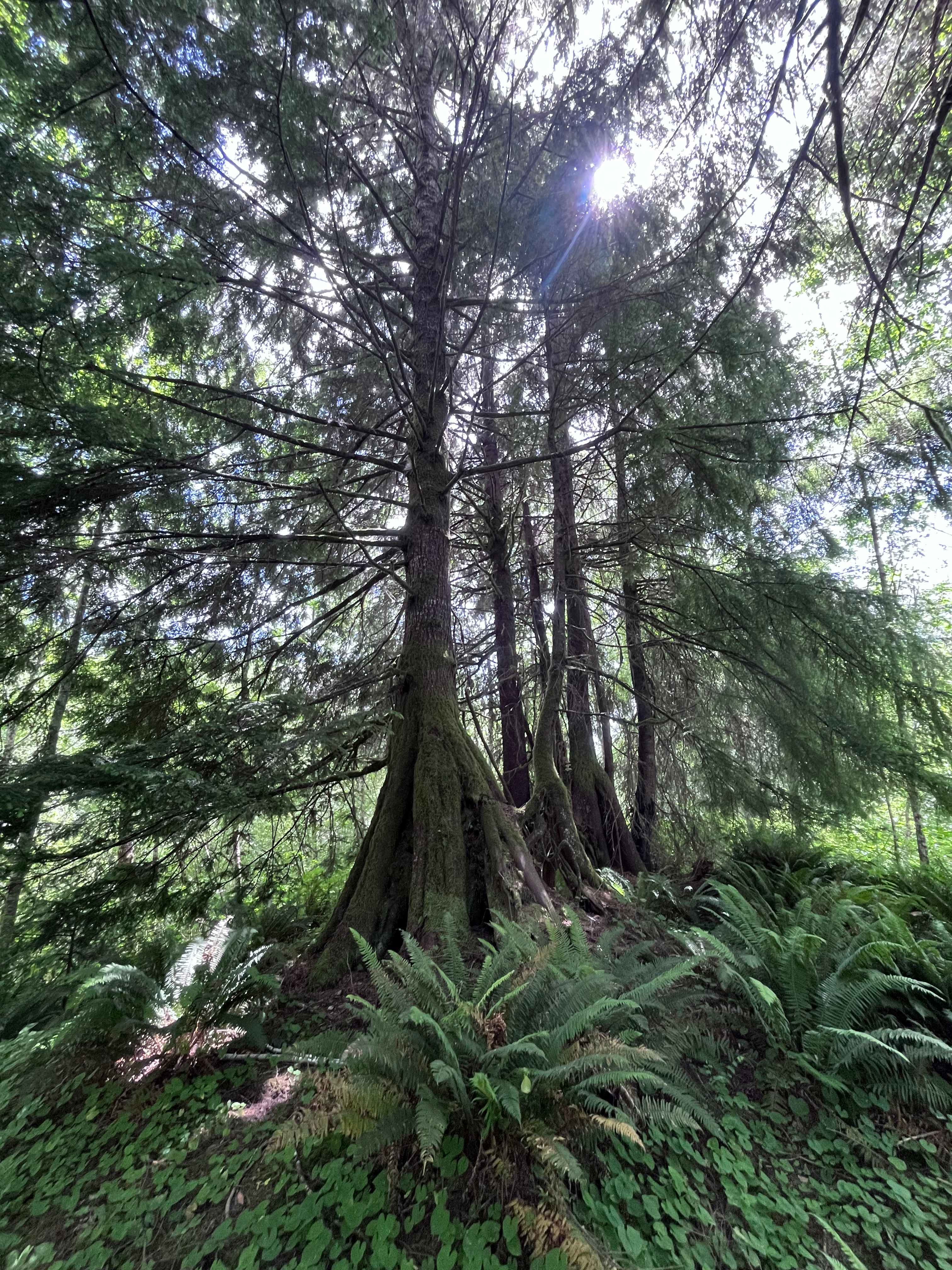 Hoh River Campsites