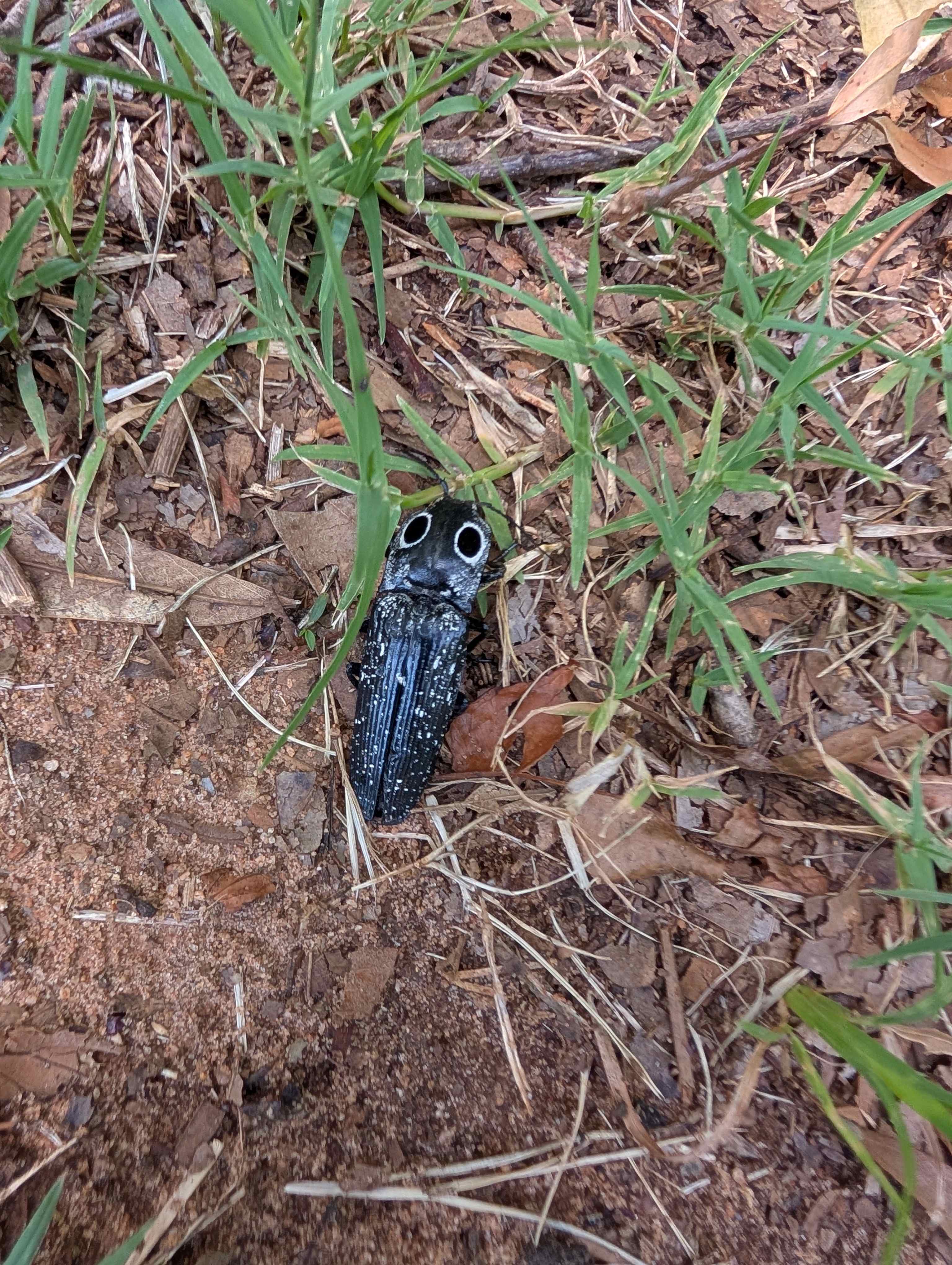 Cool bug