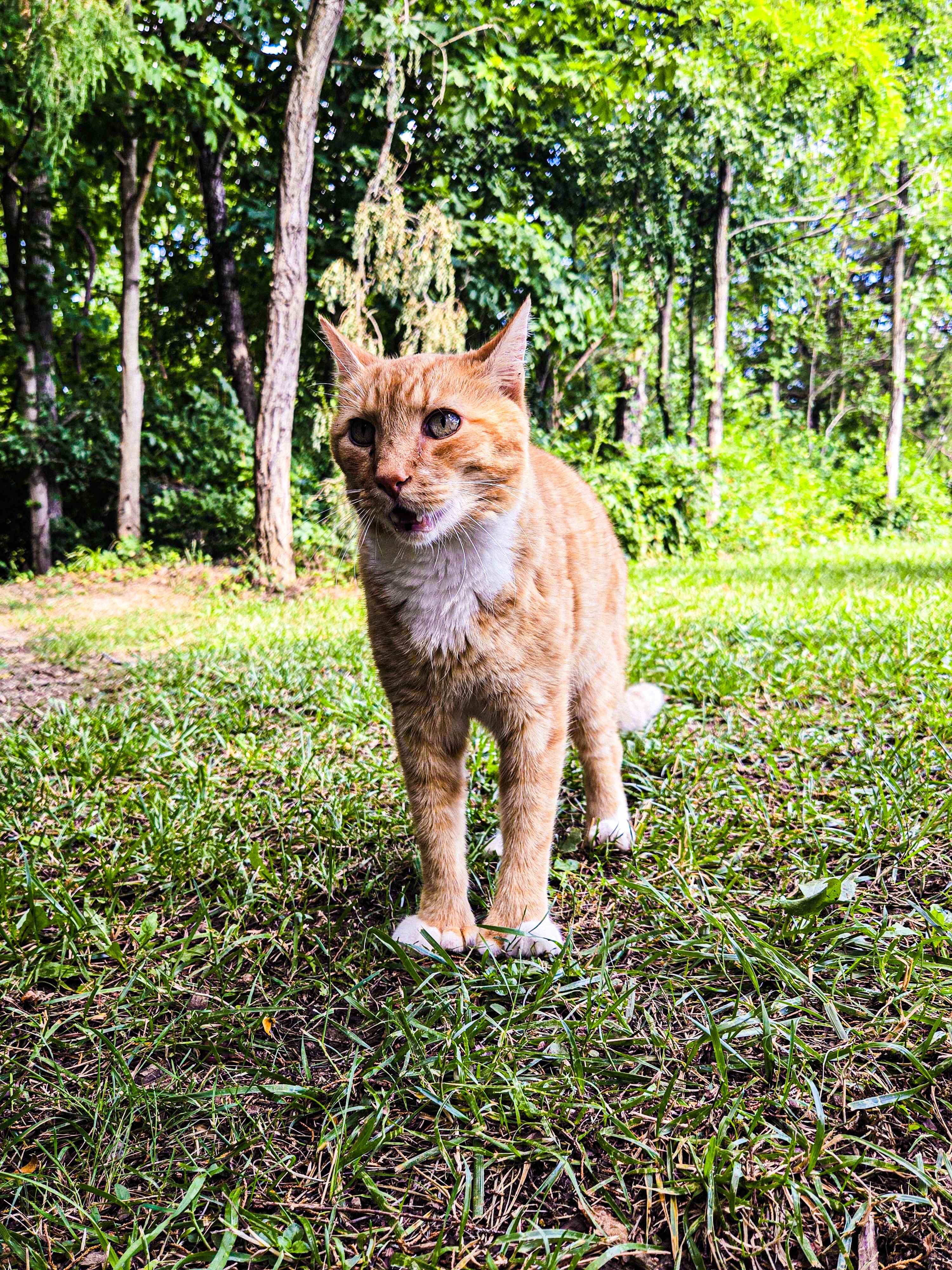 Cabin Kitty 