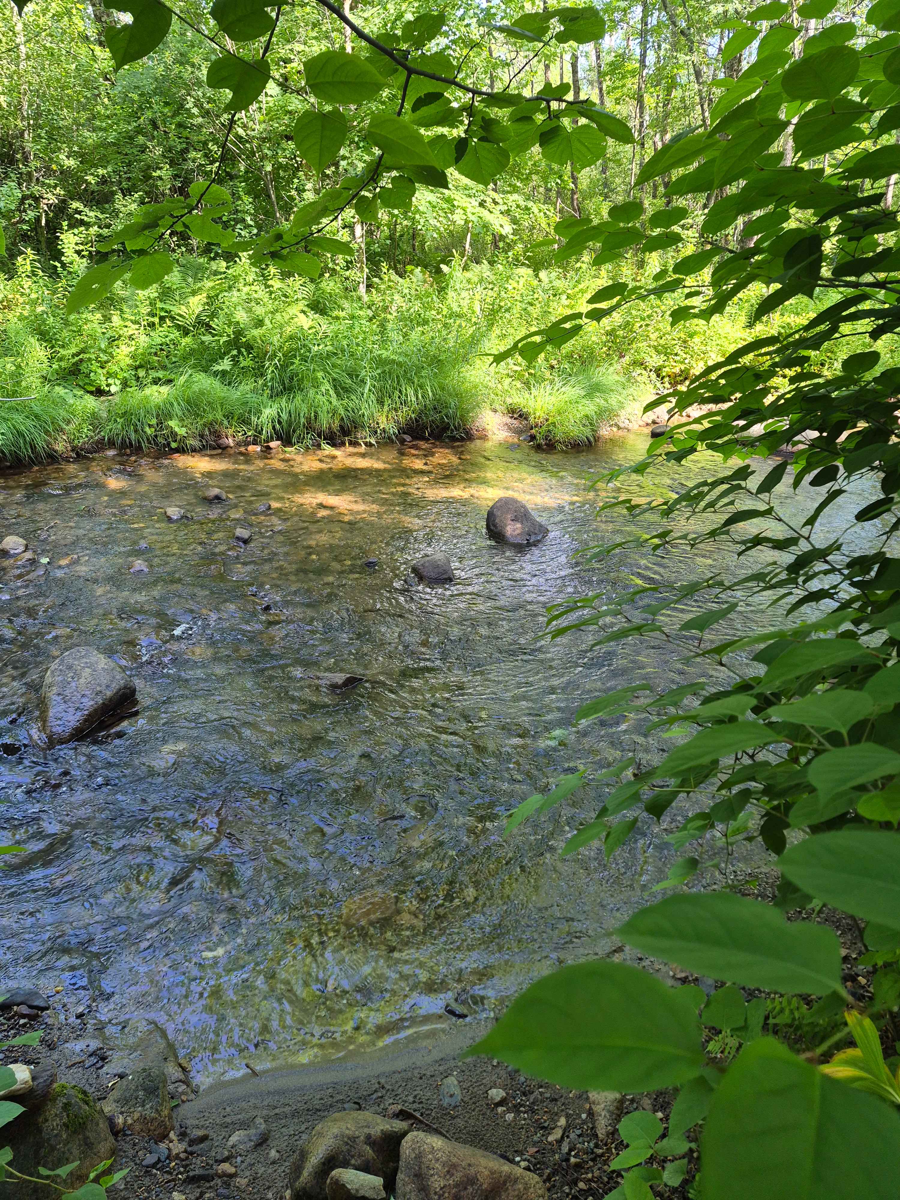 Brook by the site