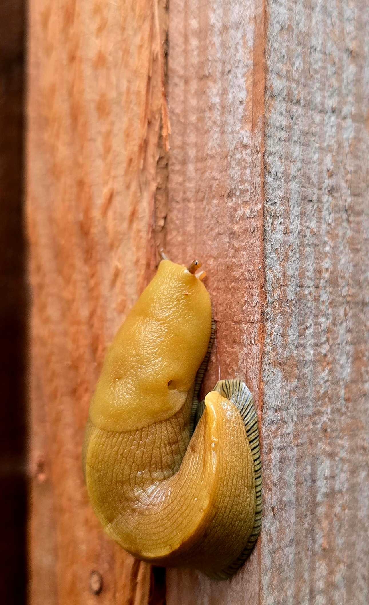 Baby Banana Slug 