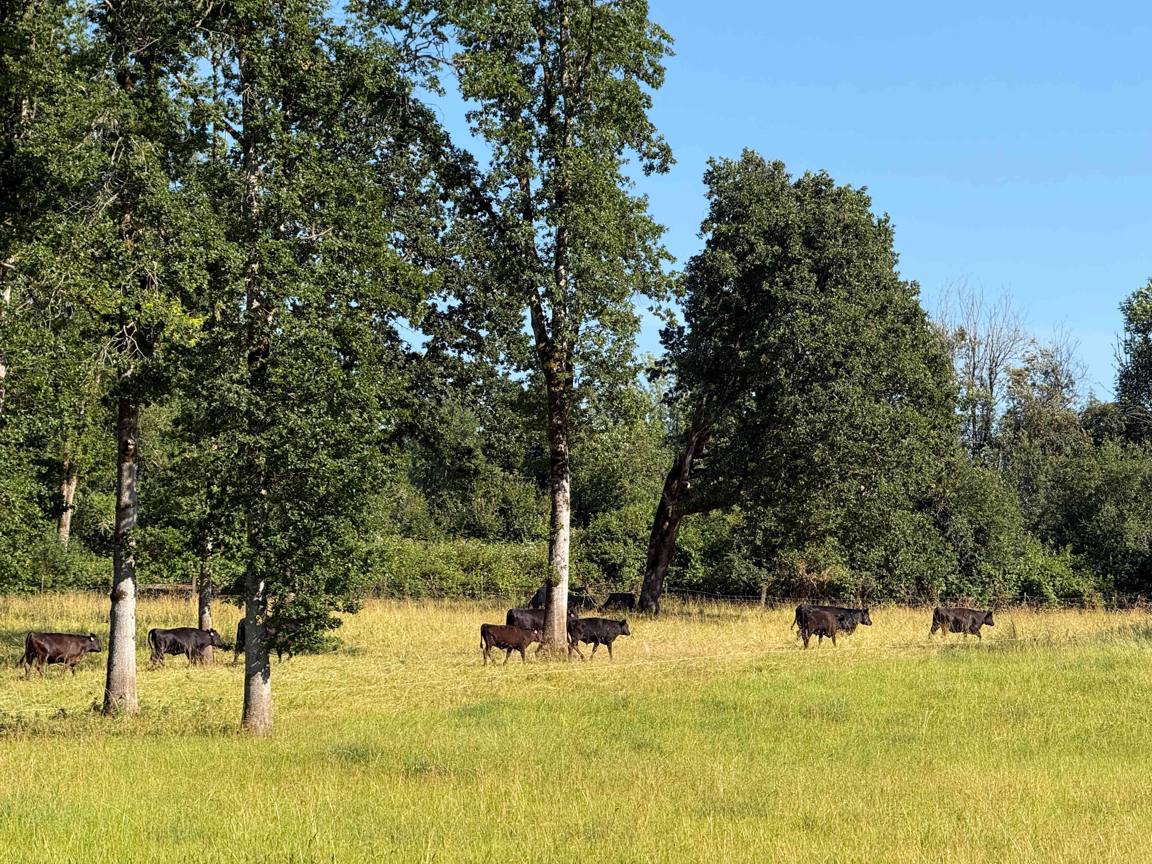 River Mountain Meadow