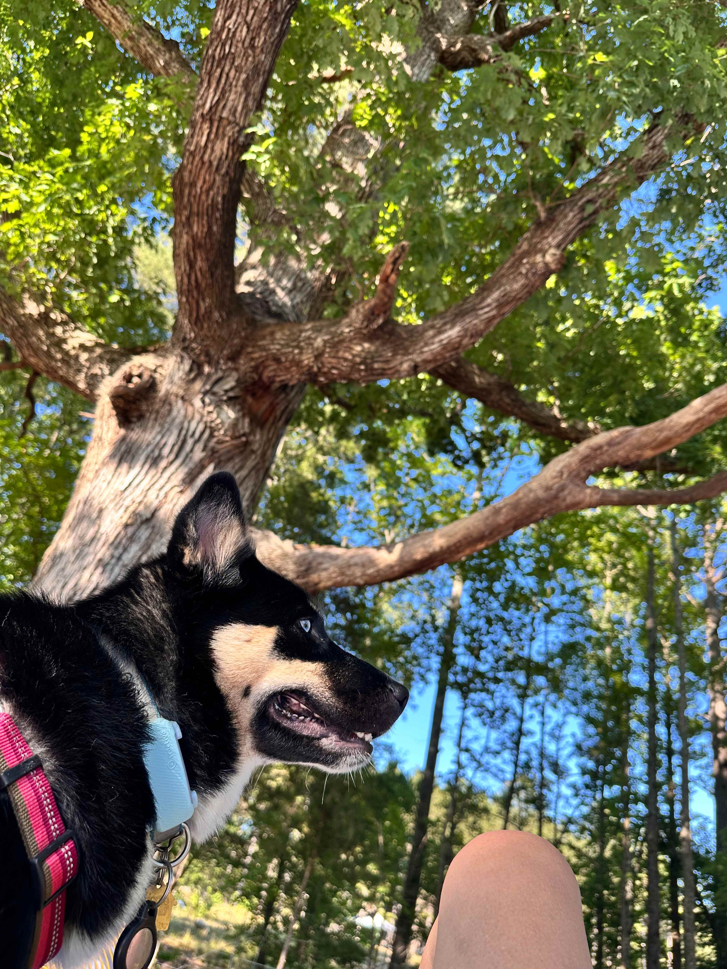 Majestic oak