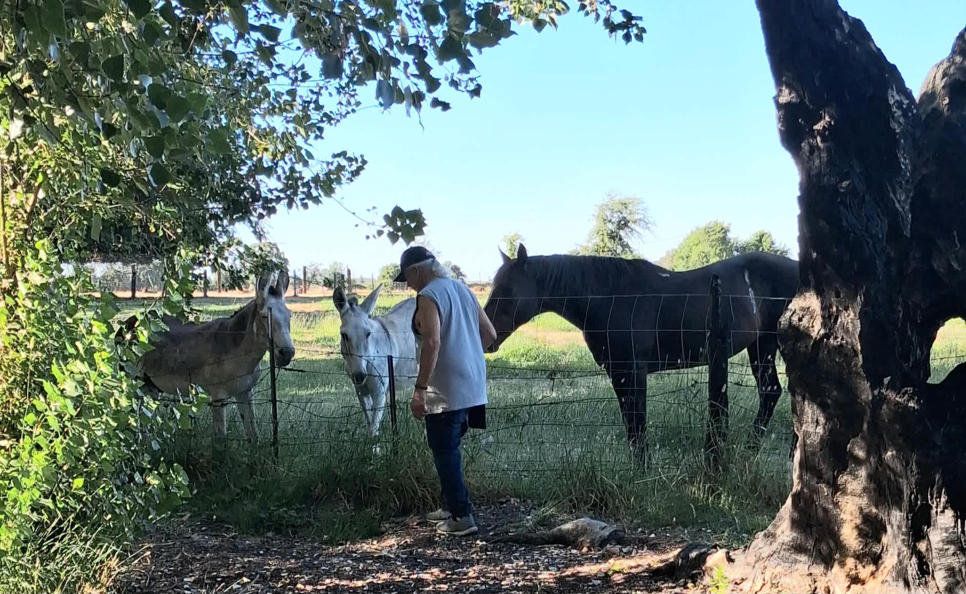Friendly horses and donkeys.