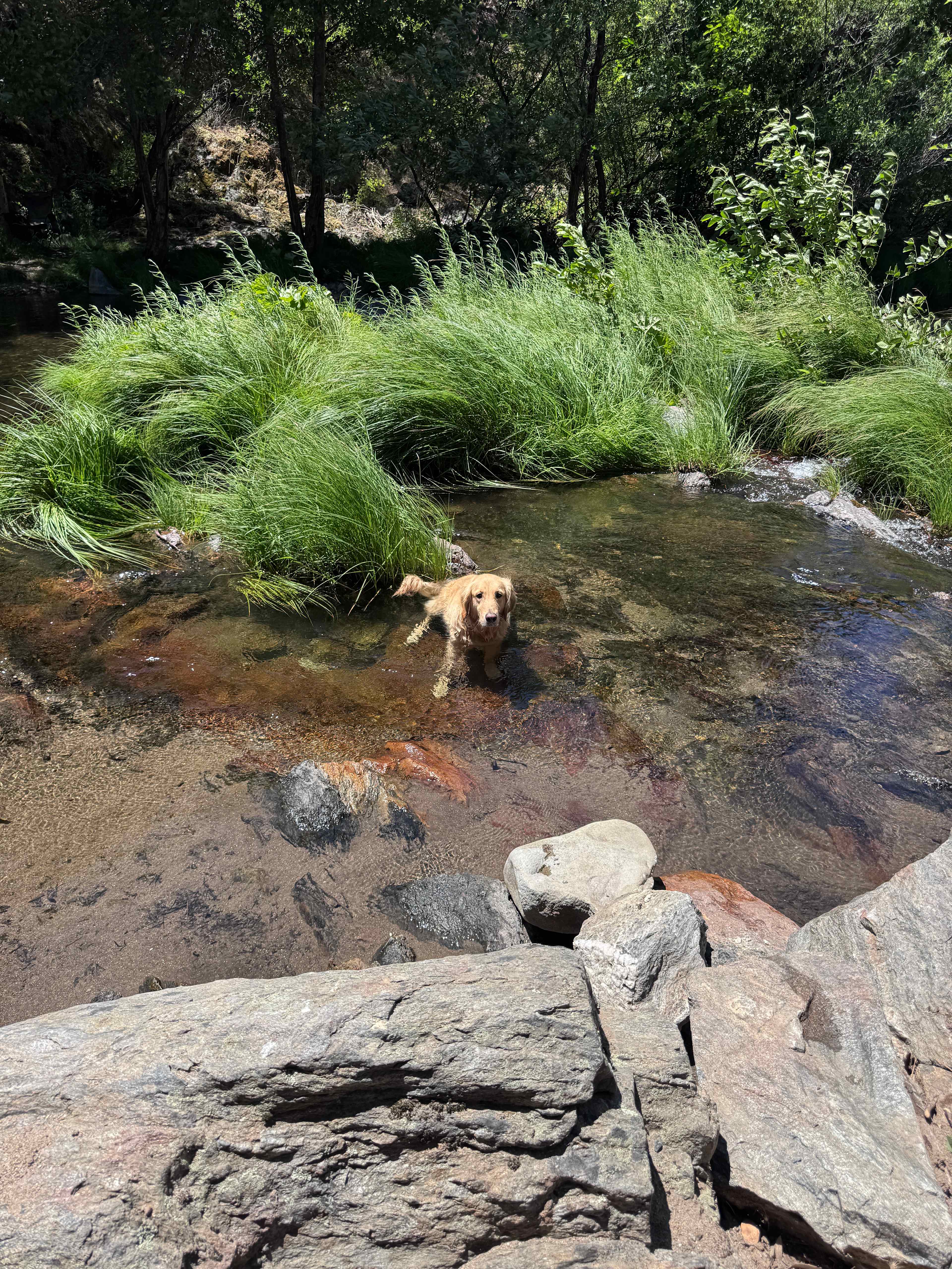 Maple in the river 