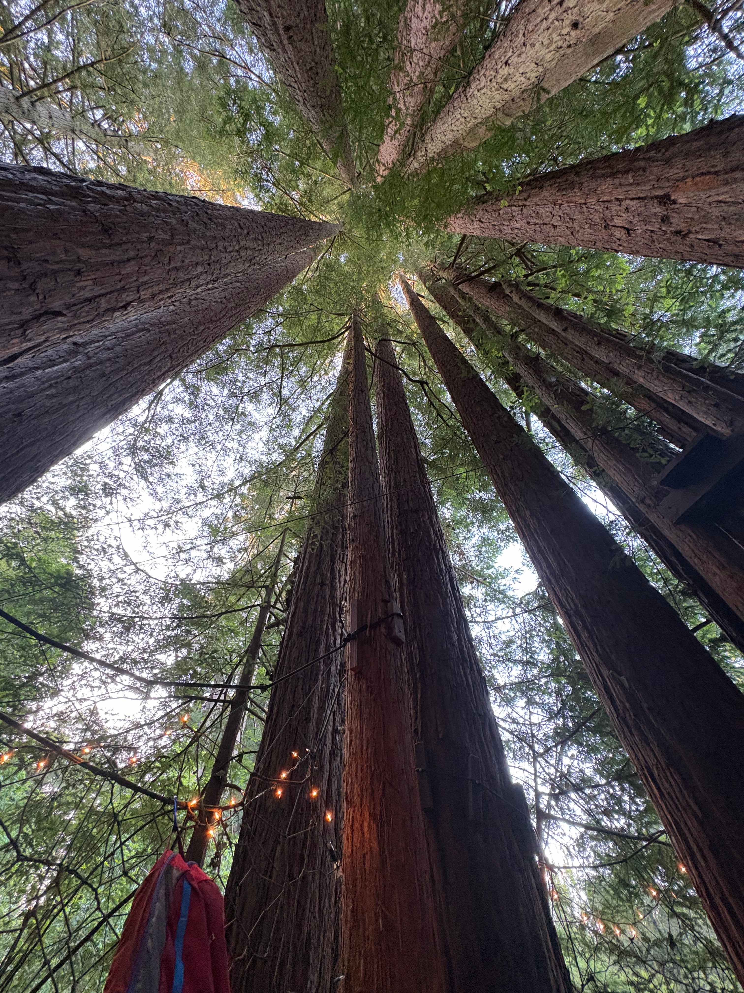 Sleep Up High In A Redwood Tree-net